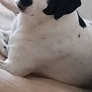 Bella participe au concours pour gagner de l'argent avec cette photo : animal, black_and_white, canine, closeup, comfort, couch, cozy, cute, dog, domestic_animal, fur, head_tilt, home, indoor, laying_down, pet, portrait, relaxed, sentimental, text_overlay