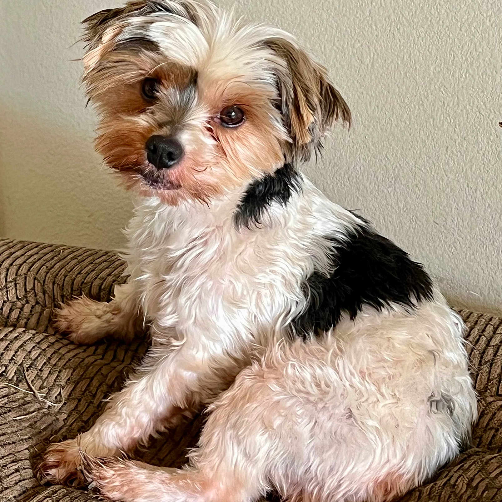 Eleanor Rigby Lennon joined the competition — help win amazing prizes! animal, canine, cockerspaniel, couch, dog, dogbed, furniture, papillon, pet, poodle, puppy, terrier, whitedog