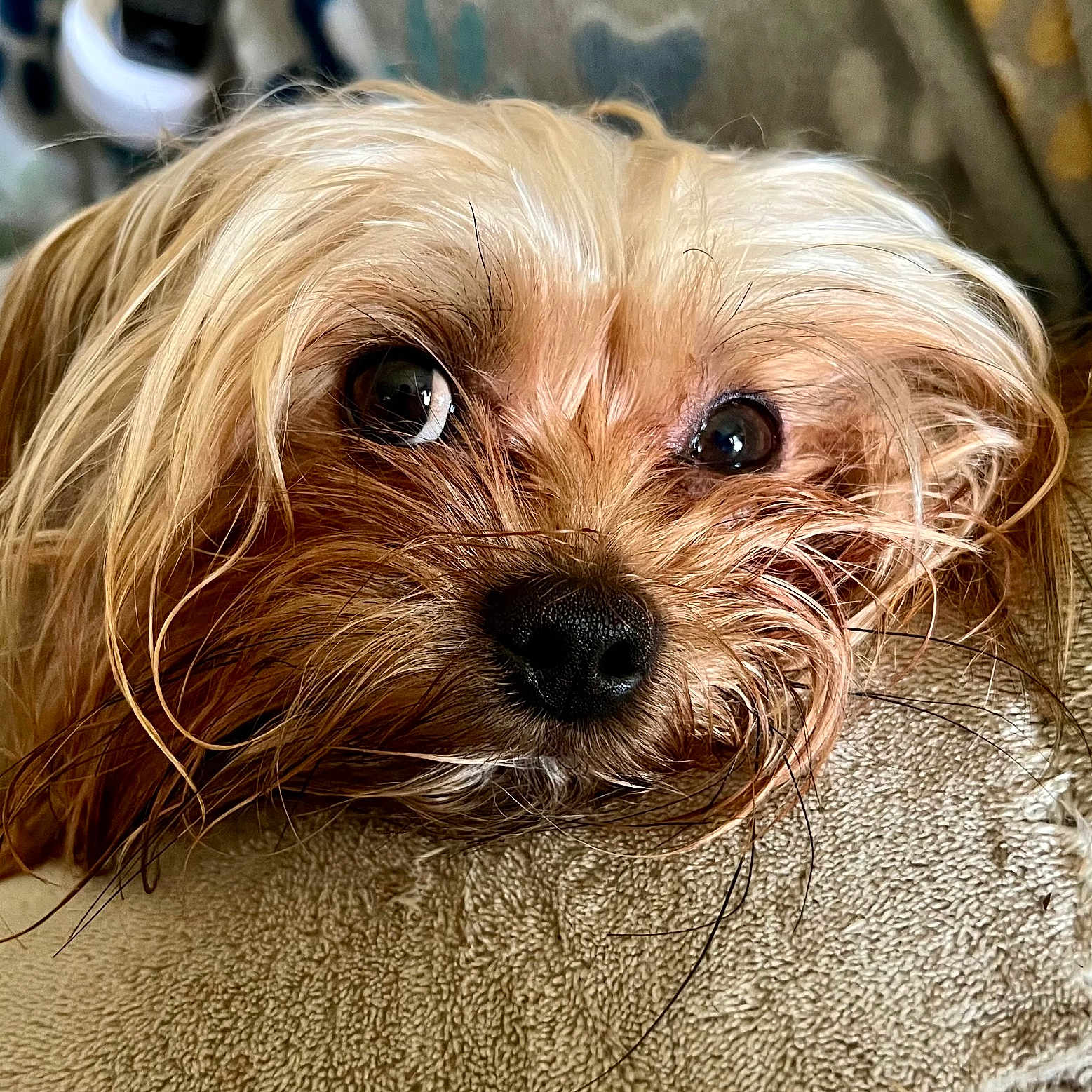 Biskie Teeny Hoo Hoo