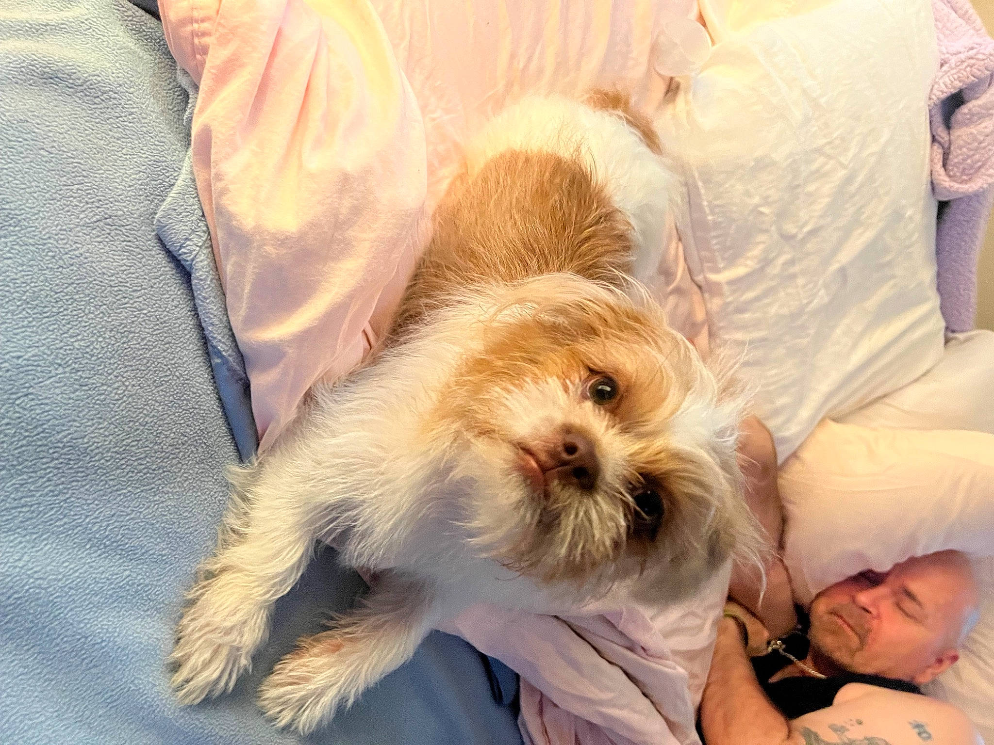 Mumford Albie Gunderson is registered to the contest to win money with this photo: beard, carnivore, comfort, companion_dog, dog, dog_breed, eyewear, fur, glasses, happy, paw, pomeranian, poodle_crossbreed, puppy_love, shih_poo, small_terrier, sunglasses, terrier, toy_dog, whiskers