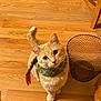 Stanley Dewalt is registered to the contest to win money with this photo: cat, orange_tabby, scarf, pet, animal, indoor, wooden_floor, curious, feline, cute, looking_up, domestic_cat, whiskers, ears, tail, flooring, wire_bin, home, cozy, companion