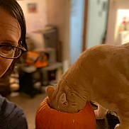 Stanley Dewalt joined the competition — help win amazing prizes! cat, pumpkin, person, glasses, indoor, table, orange, curious, head, face, blurred_background, cozy, lighting, home, decor, animal, fall, autumn, funny, pet