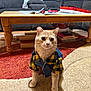 cat, pet, clothing, shirt, yellow, black, checkered, living_room, rug, wooden_table, couch, indoor, curious, feline, domestic_animal, cute, fur, whiskers, floor, cozy