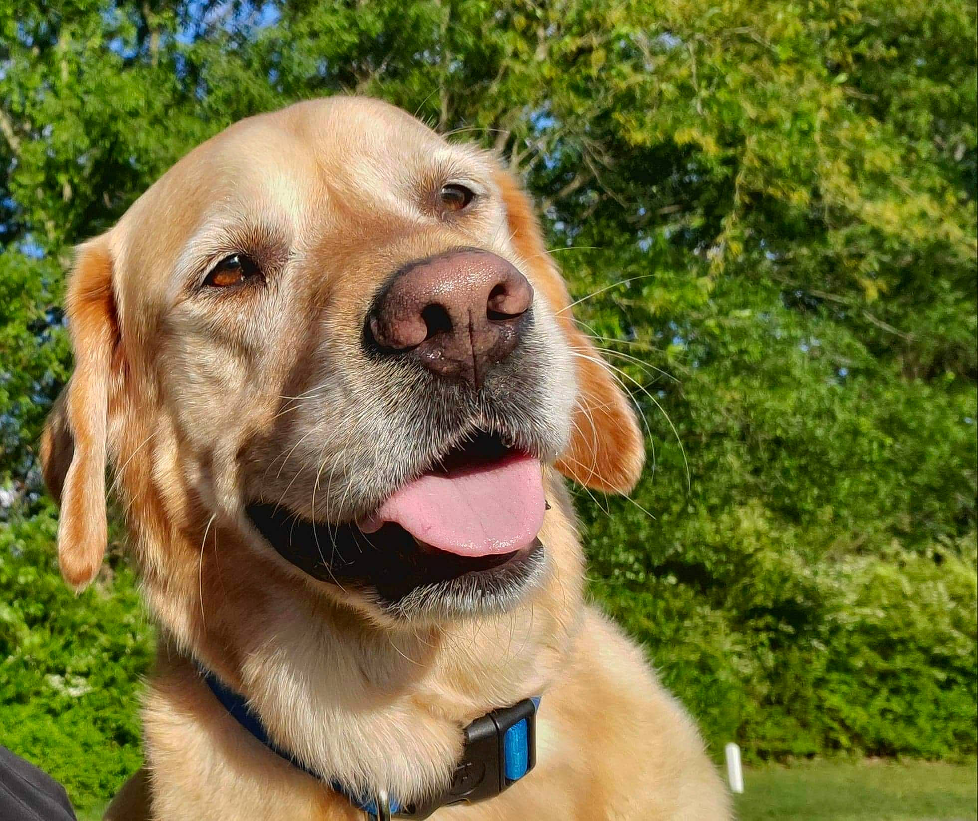 Todd is registered to the contest to win money with this photo: canidae, carnivore, collar, companion_dog, dog, dog_breed, dog_collar, fawn, guard_dog, leash, mammal, pet_supply, retriever, snout, sporting_group, summer, tongue, whiskers, working_animal, working_dog