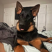 Gilbert joined the competition — help win amazing prizes! dog, german_shepherd, pet, indoor, bed, blanket, fur, ears, tongue, canine, animal, portrait, relaxed, home, comfort, cute, lying_down, domestic, brown, black