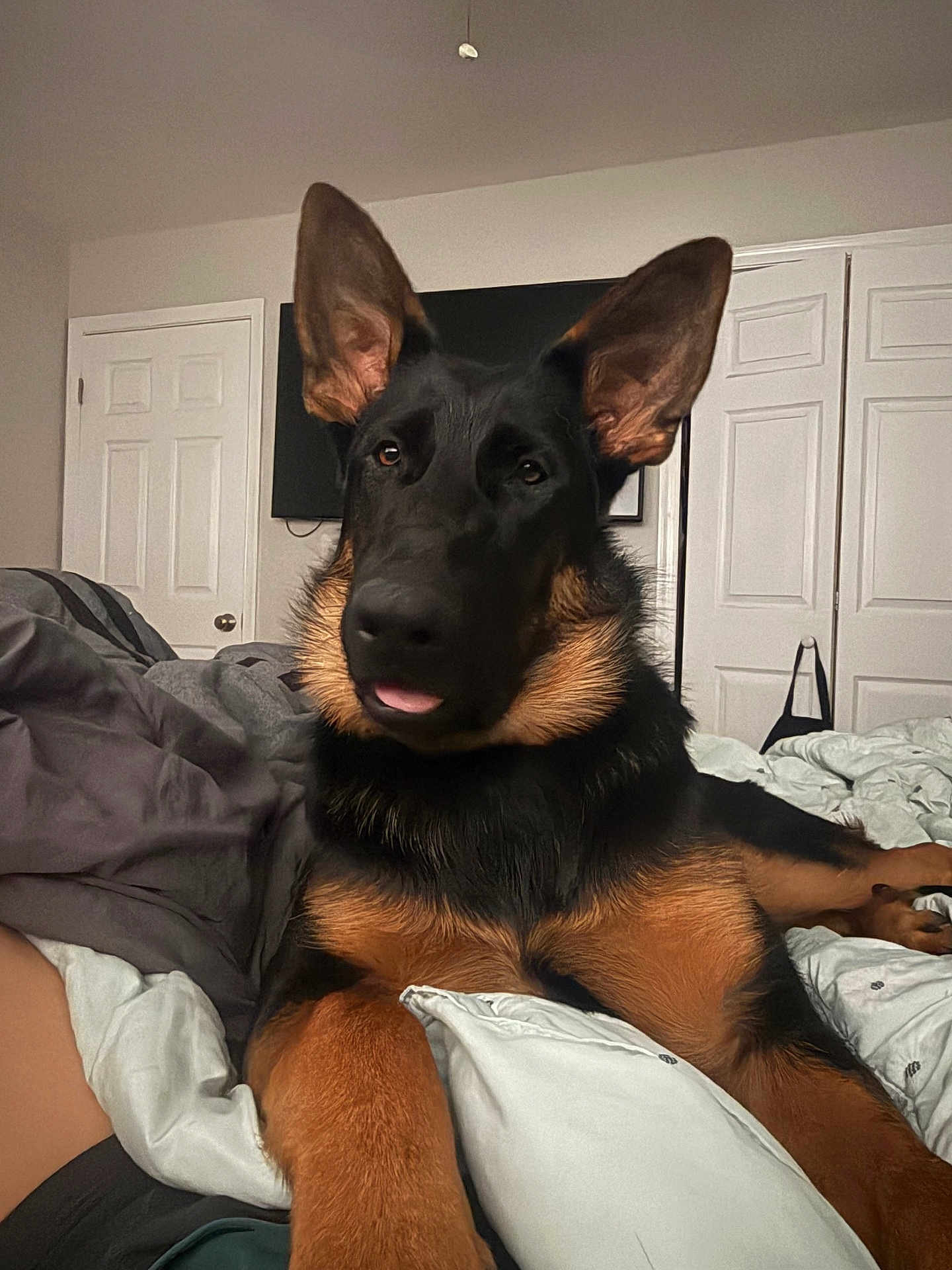 Gilbert joined the competition — help win amazing prizes! dog, german_shepherd, pet, indoor, bed, blanket, fur, ears, tongue, canine, animal, portrait, relaxed, home, comfort, cute, lying_down, domestic, brown, black