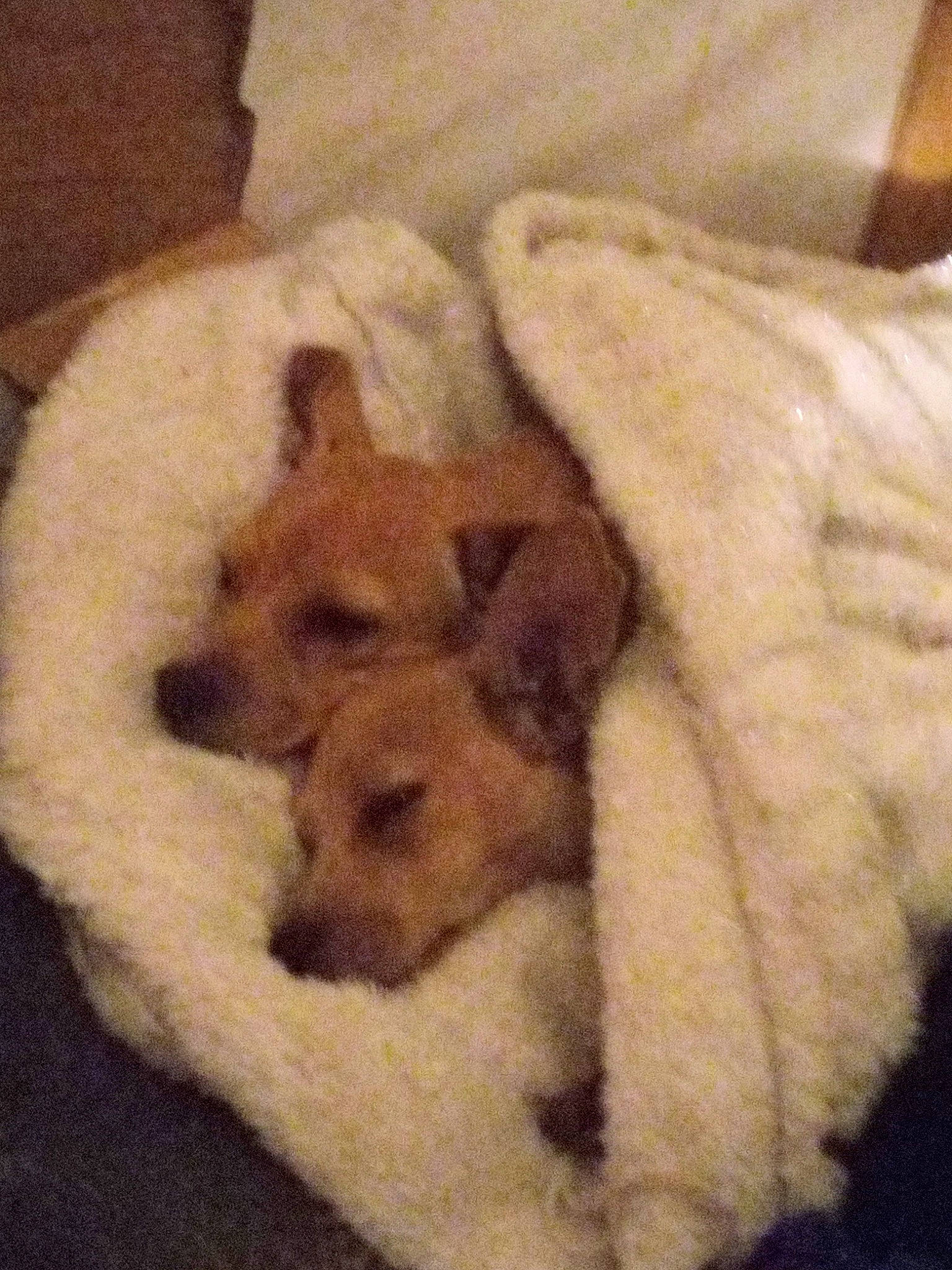 Butter'S joined the competition — help win amazing prizes! canidae, carnivore, comfort, companion_dog, dog, dog_bed, dog_breed, dog_supply, fawn, felidae, fur, paw, pet_supply, small_to_medium_sized_cats, snout, sporting_group, tail, toy_dog, wood, working_animal