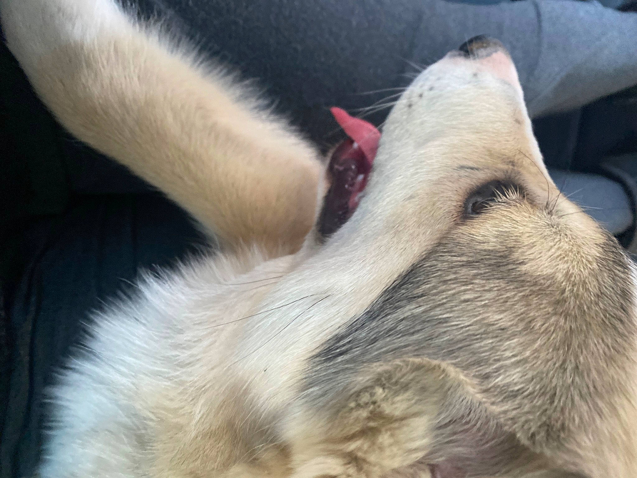 Appa is registered to the contest to win money with this photo: canidae, carnivore, claw, companion_dog, dog, dog_breed, ear, eyelash, fawn, felidae, foot, fur, giant_dog_breed, nap, paw, snout, sporting_group, terrestrial_animal, whiskers, working_animal