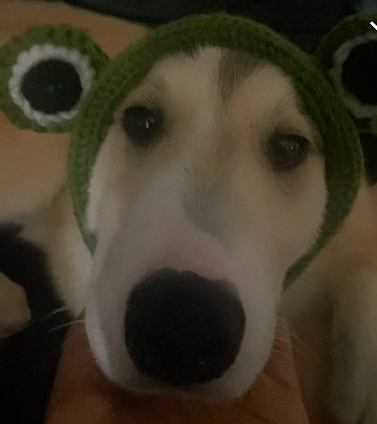 Appa joined the competition — help win amazing prizes! canidae, canis, carnivore, companion_dog, dog, dog_breed, eye, eyelash, fawn, fur, jaw, siberian_husky, sled_dog, snout, sporting_group, terrestrial_animal, whiskers, wolf, working_animal, working_dog