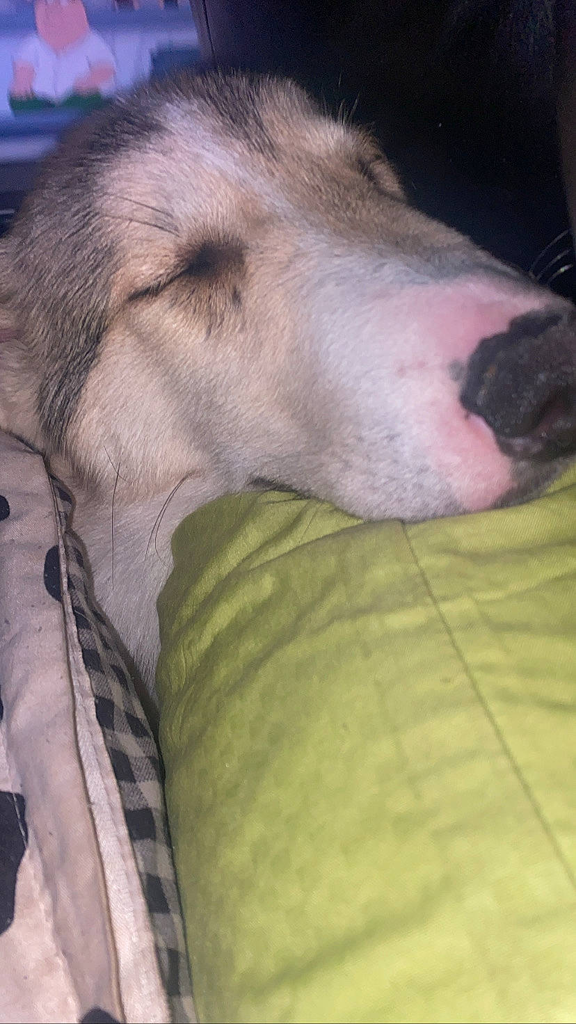 Appa joined the competition — help win amazing prizes! borzoi, canidae, carnivore, comfort, companion_dog, dog, dog_breed, fawn, fur, head, liver, saluki, sighthound, silken_windhound, snout, sporting_group, street_dog, terrestrial_animal, whiskers, working_animal