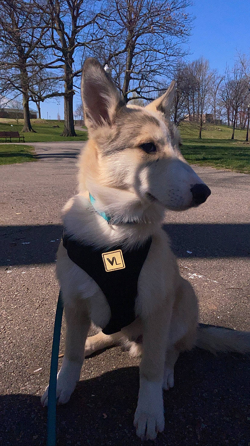 Appa joined the competition — help win amazing prizes! canidae, canis, carnivore, collar, companion_dog, dog, dog_breed, dog_collar, fawn, fur, herding_dog, plant, sky, snout, spitz, sporting_group, tail, tree, working_animal, working_dog
