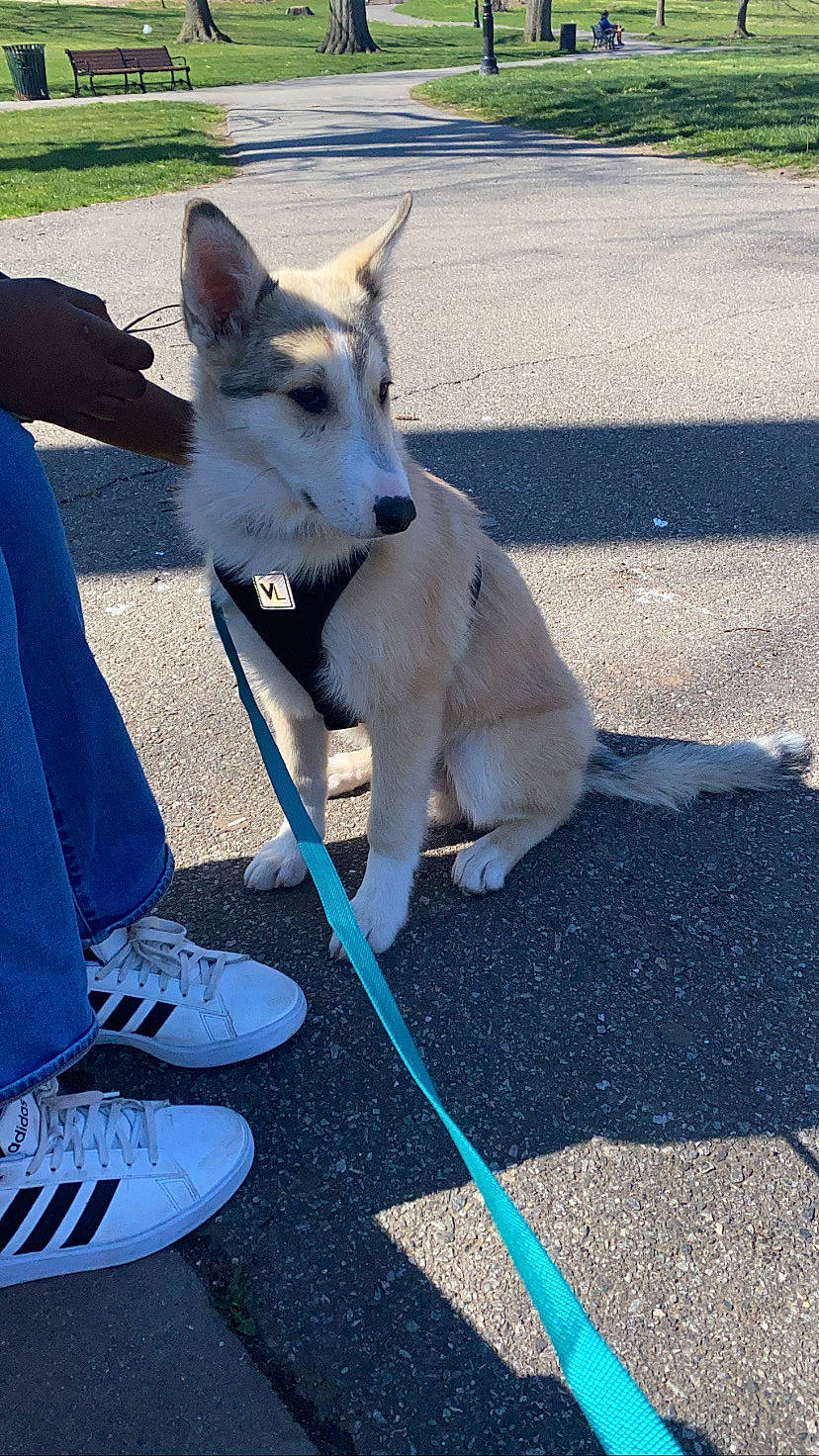 Appa joined the competition — help win amazing prizes! asphalt, carnivore, collar, companion_dog, dog, dog_breed, dog_collar, electric_blue, fawn, herding_dog, leash, recreation, road_surface, shadow, sidewalk, sled_dog, sporting_group, tail, tar, working_animal