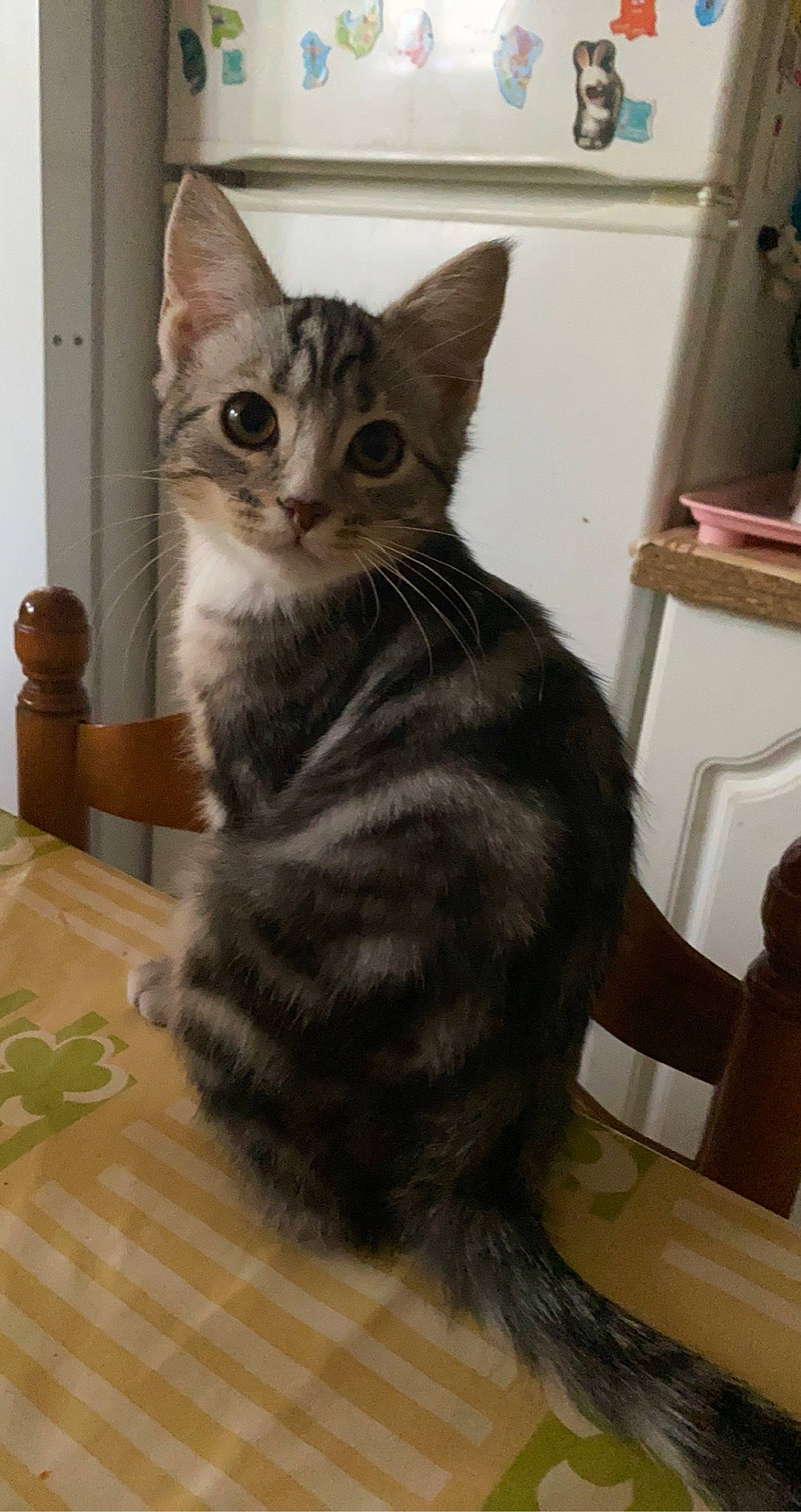 Tigresse participe au concours pour gagner de l'argent avec cette photo : carnivore, cat, claw, comfort, domestic_short_haired_cat, felidae, floor, flooring, fur, hardwood, paw, sitting, small_to_medium_sized_cats, snout, tail, terrestrial_animal, whiskers, wood