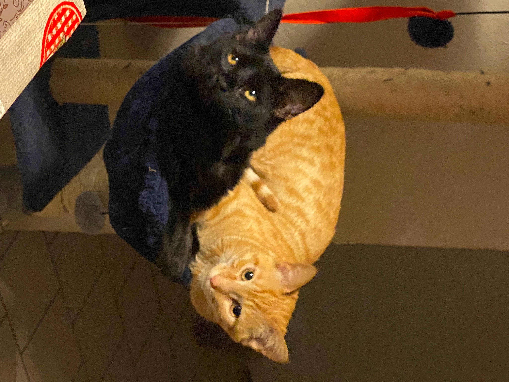 Malina participe au concours pour gagner de l'argent avec cette photo : black_cat, bombay, carnivore, cat, cat_toy, domestic_short_haired_cat, felidae, flooring, fur, plant, room, small_to_medium_sized_cats, snout, tail, terrestrial_animal, toy, vegetable, whiskers, wood