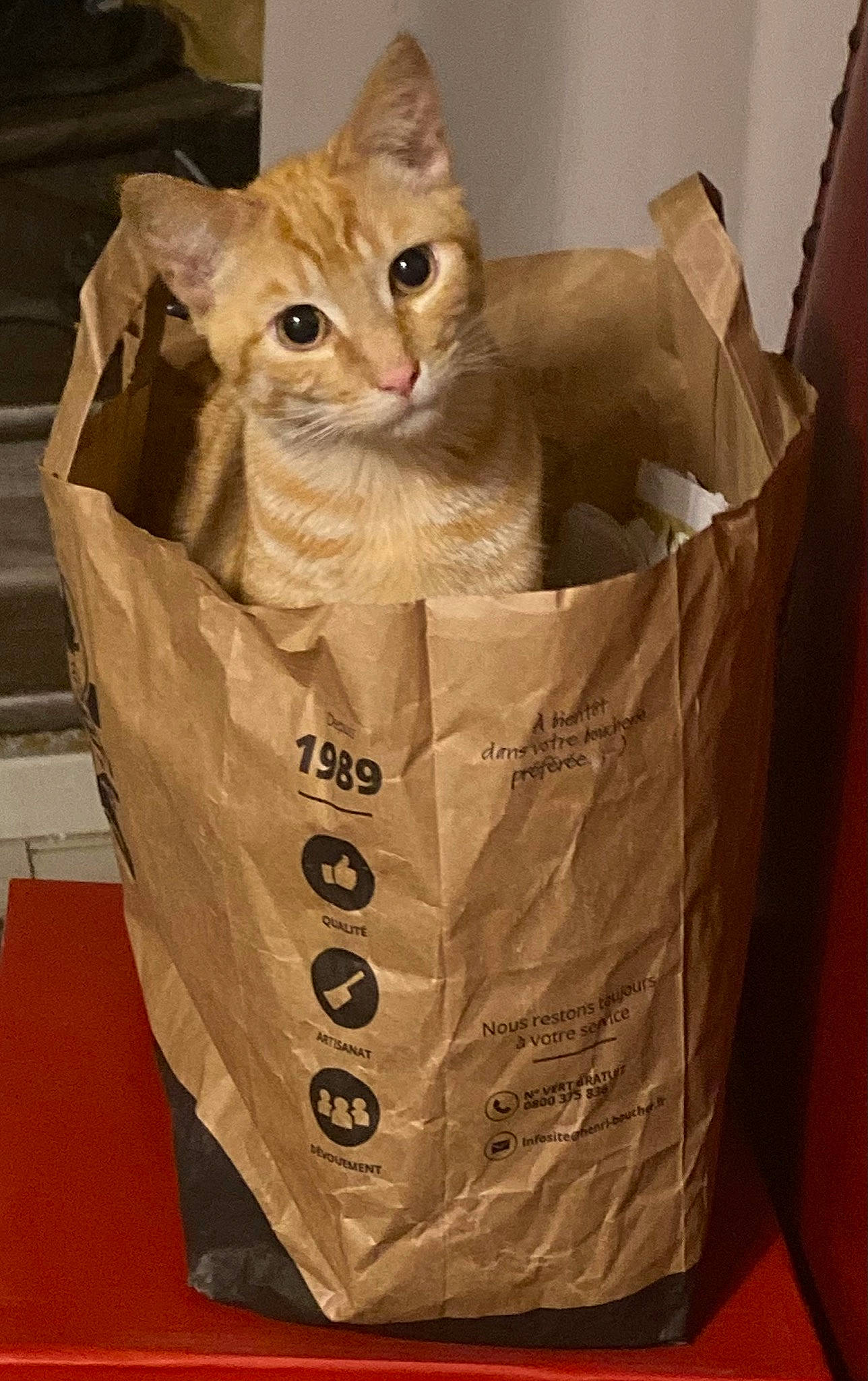 Malina a rejoint le concours — aidez-le/la à gagner de superbes lots ! bag, basket, box, cardboard, carnivore, carton, cat, domestic_short_haired_cat, event, fawn, felidae, packaging_and_labeling, packing_materials, paper_bag, paper_product, pet_supply, shipping_box, small_to_medium_sized_cats, whiskers, wood