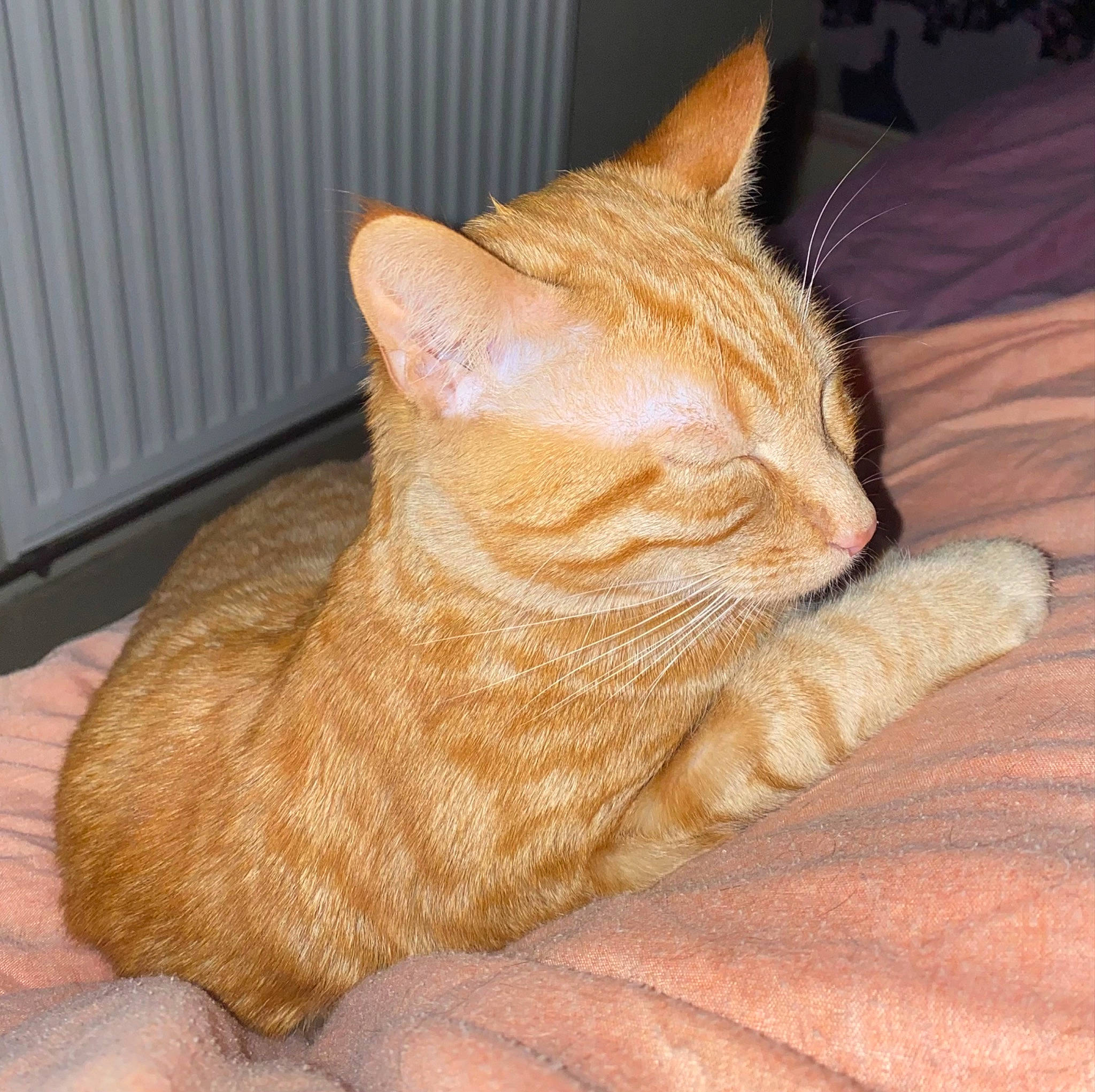 Malina a rejoint le concours — aidez-le/la à gagner de superbes lots ! carnivore, cat, claw, comfort, domestic_short_haired_cat, eye, fawn, felidae, flooring, foot, fur, human_leg, paw, small_to_medium_sized_cats, snout, tail, terrestrial_animal, toe, whiskers, wood