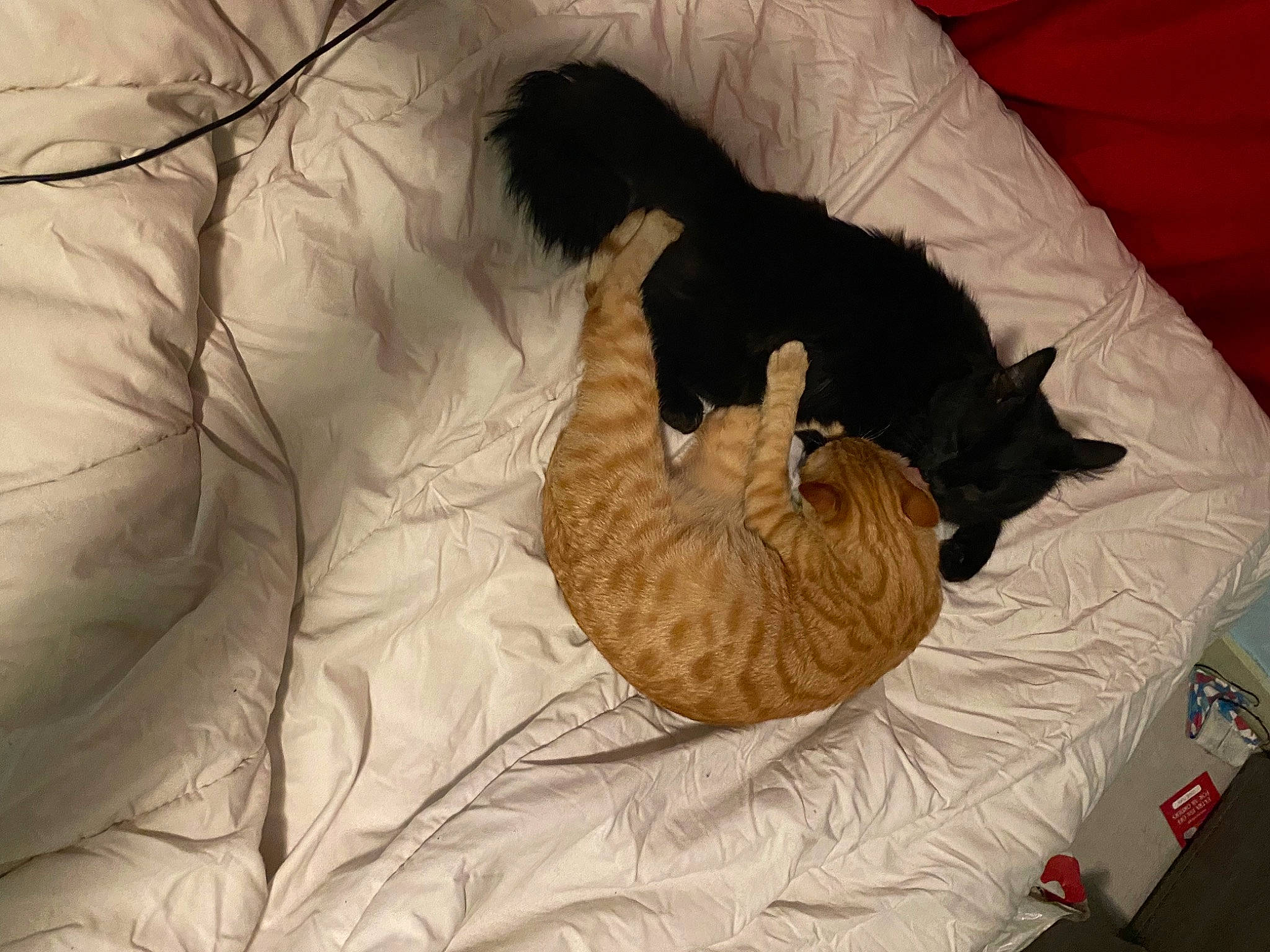 Malina a rejoint le concours — aidez-le/la à gagner de superbes lots ! bed, canidae, carnivore, cat, cat_bed, cat_supply, comfort, dog_breed, domestic_short_haired_cat, fawn, felidae, fur, linens, paw, pet_supply, small_to_medium_sized_cats, tail, terrestrial_animal, whiskers, wildlife