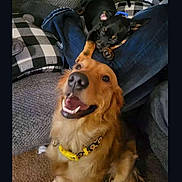 Herpie joined the competition — help win amazing prizes! dog, golden_retriever, puppy, sleeping, smiling, pet, indoor, couch, cushion, jeans, collar, yellow_collar, carpet, black_tan_puppy, resting, happy, closeup, cute, companion, domestic_animal