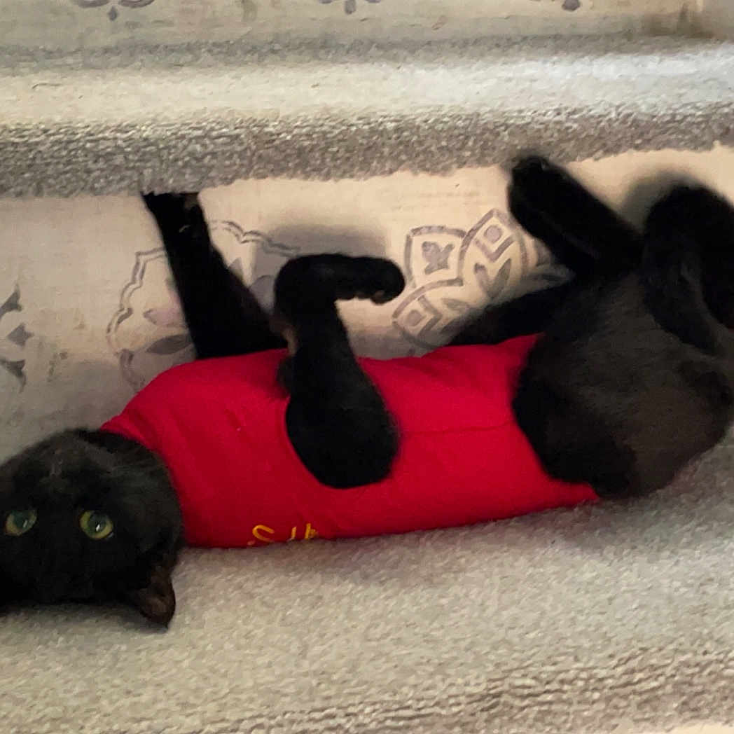 Eddy is registered to the contest to win money with this photo: animal, architecture, blackcat, building, canine, cat, couch, cushion, face, furniture, head, homedecor, house, housing, kitten, manx, person, pet, sleeping, staircase