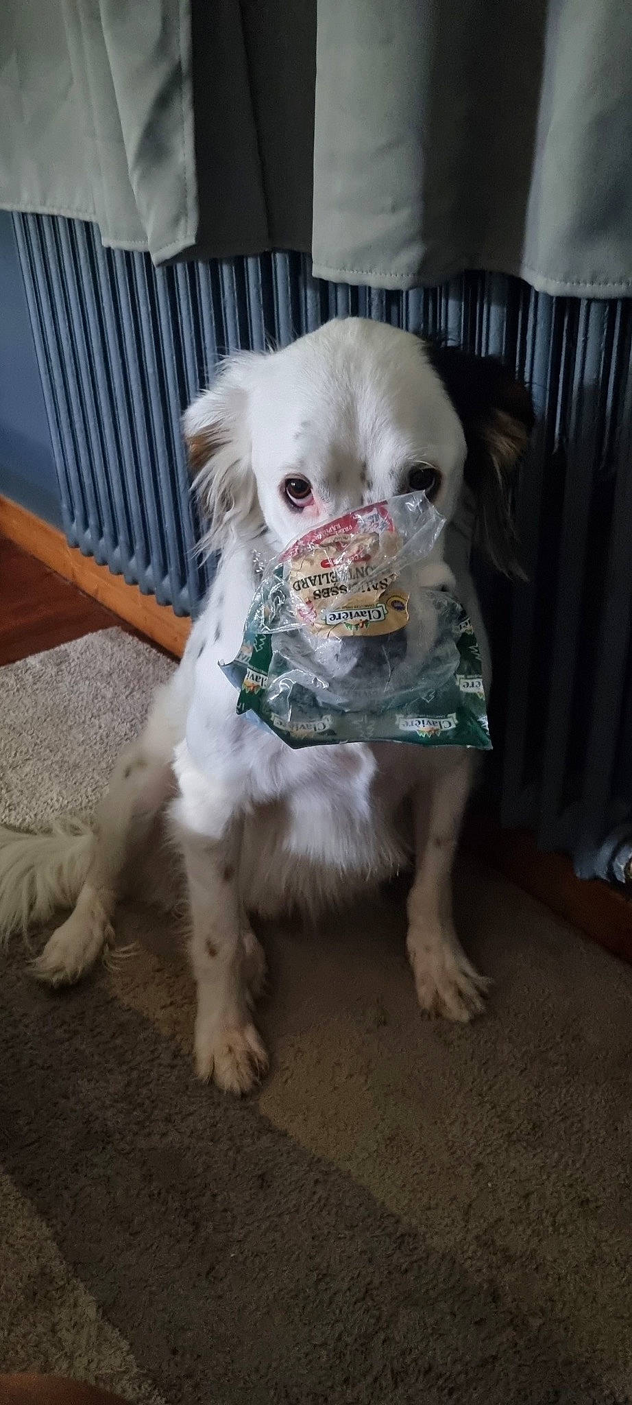 Sutter participe au concours pour gagner de l'argent avec cette photo : canidae, carnivore, chair, companion_dog, dog, dog_breed, dog_clothes, dog_supply, dress, eye, fawn, flooring, fur, snout, sporting_group, sunglasses, tail, toy_dog, whiskers, working_animal