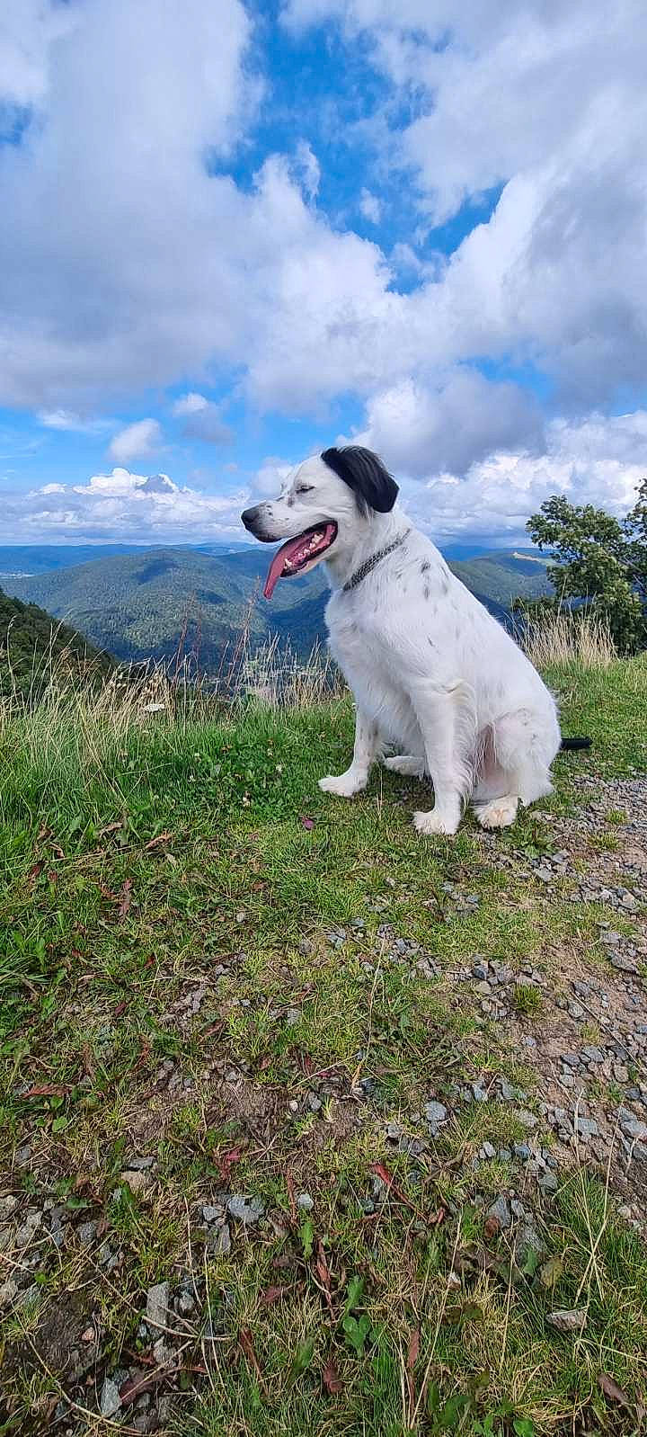Sutter a rejoint le concours — aidez-le/la à gagner de superbes lots ! adventure, canidae, carnivore, cloud, collar, companion_dog, cumulus, dog, dog_breed, grass, grassland, mountain_range, pasture, plant, sky, sporting_group, tail, terrestrial_animal, tree, working_animal