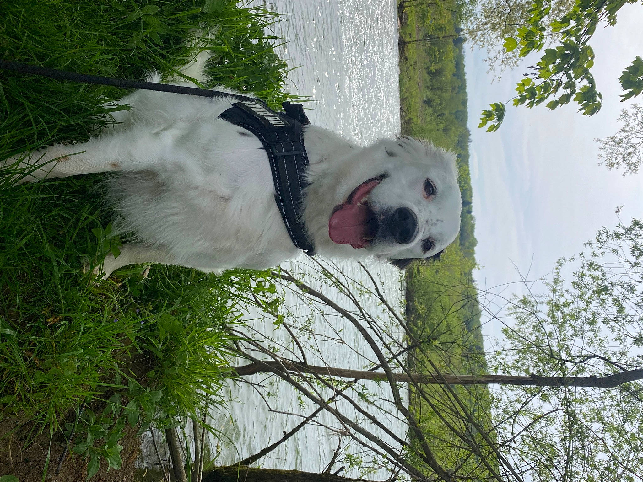 Sutter participe au concours pour gagner de l'argent avec cette photo : ball, canidae, carnivore, collar, companion_dog, dog, dog_breed, football, grass, non_sporting_group, plant, sky, snout, sporting_group, tail, toy, tree, twig, wildlife, working_animal