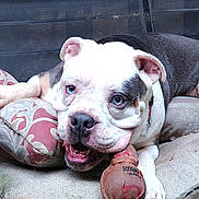 Azure joined the competition — help win amazing prizes! animal, black_fur, blue_eyes, bulldog, close_up, collar, comfort, cushion, cute, dog, ears, indoor, pet, playful, portrait, relaxed, resting, snout, toy, white_fur