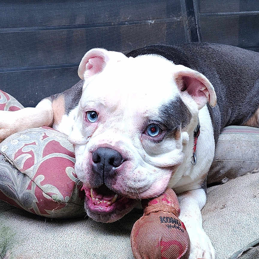Azure joined the competition — help win amazing prizes! animal, black_fur, blue_eyes, bulldog, close_up, collar, comfort, cushion, cute, dog, ears, indoor, pet, playful, portrait, relaxed, resting, snout, toy, white_fur