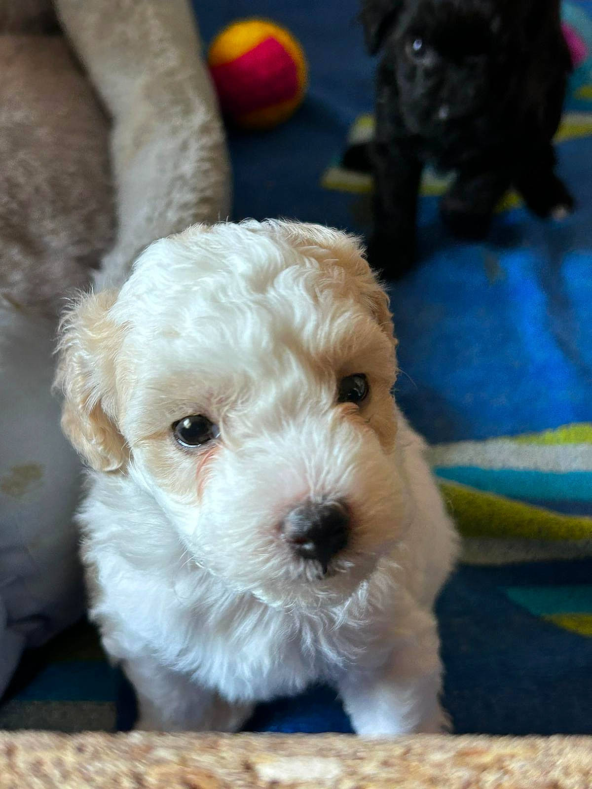 Alvin participe au concours pour gagner de l'argent avec cette photo : canidae, carnivore, companion_dog, dog, dog_breed, dog_collar, fur, labradoodle, maltepoo, poodle, poodle_crossbreed, puppy, shih_poo, small_terrier, snout, sporting_group, terrier, toy_dog, water_dog, working_animal