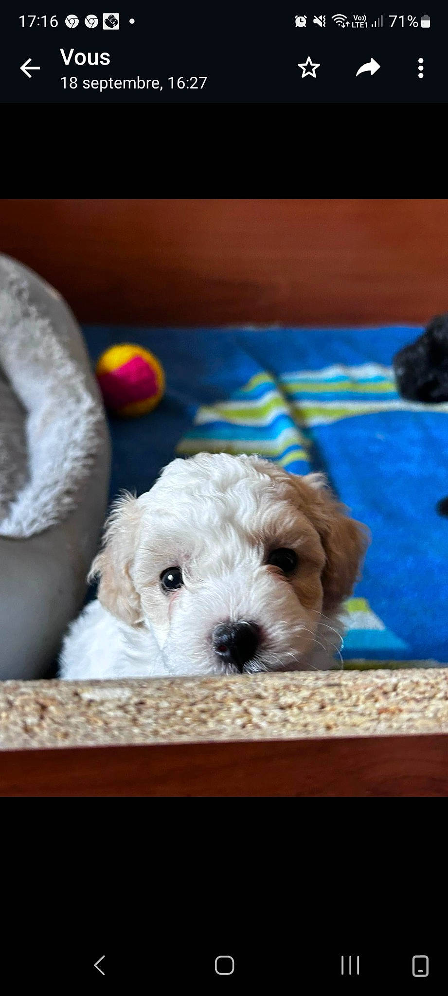 Alvin participe au concours pour gagner de l'argent avec cette photo : canidae, carnivore, cockapoo, companion_dog, dog, dog_breed, fawn, fur, labradoodle, pet_supply, poodle_crossbreed, puppy_love, small_terrier, snout, sporting_group, terrier, toy, toy_dog, water_dog, wood