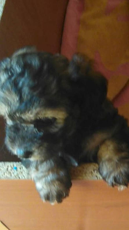 Ella a rejoint le concours — aidez-le/la à gagner de superbes lots ! brown, canidae, carnivore, claw, comfort, companion_dog, dog, dog_breed, electric_blue, fawn, felidae, flooring, fur, hardwood, liver, paw, snout, sporting_group, tail, working_animal