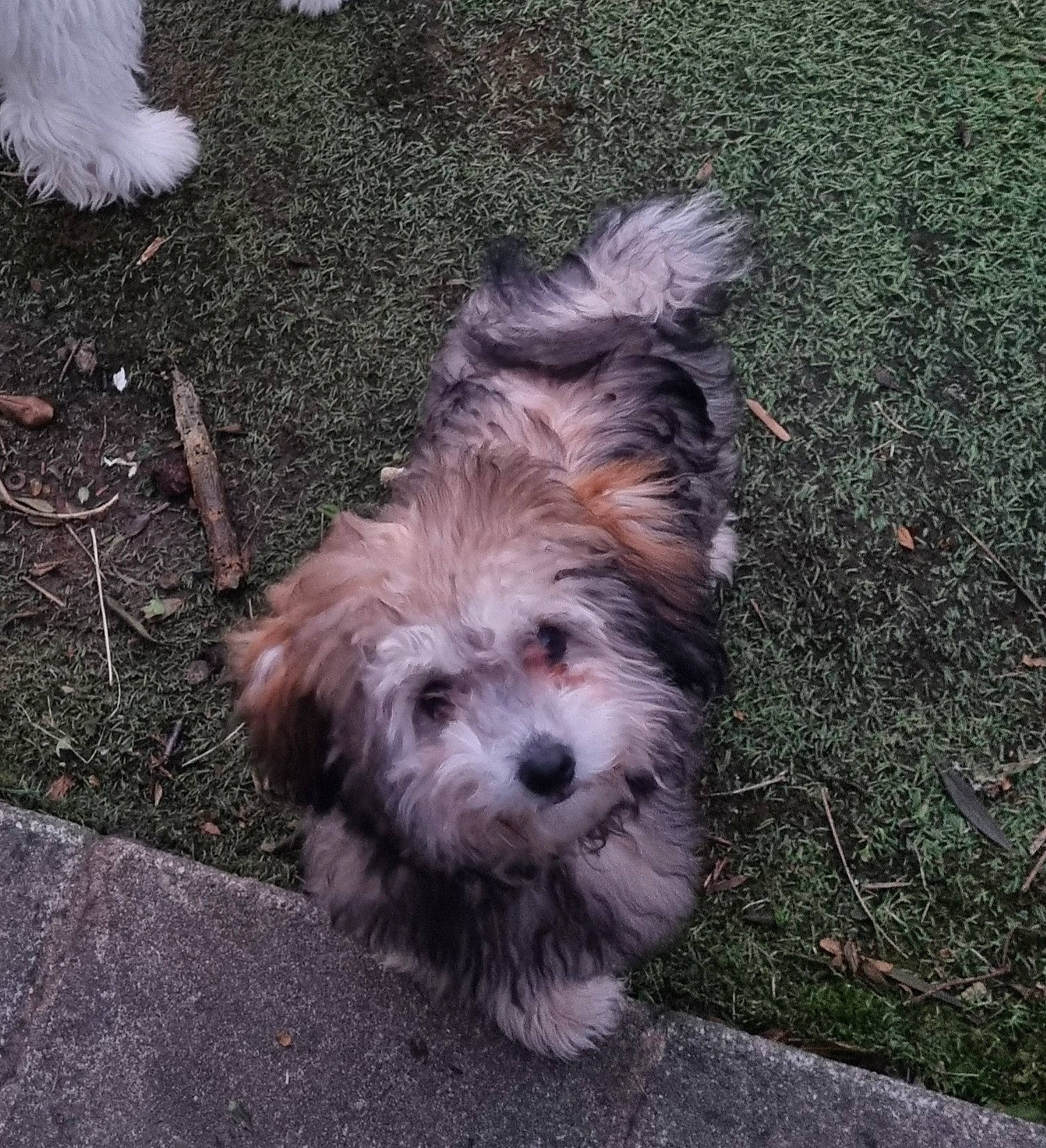 Ella a rejoint le concours — aidez-le/la à gagner de superbes lots ! asphalt, canidae, carnivore, companion_dog, dog, dog_breed, fur, grass, liver, mal_shi, road_surface, shih_poo, small_terrier, snout, soil, tar, terrier, toy_dog, water_dog, working_animal