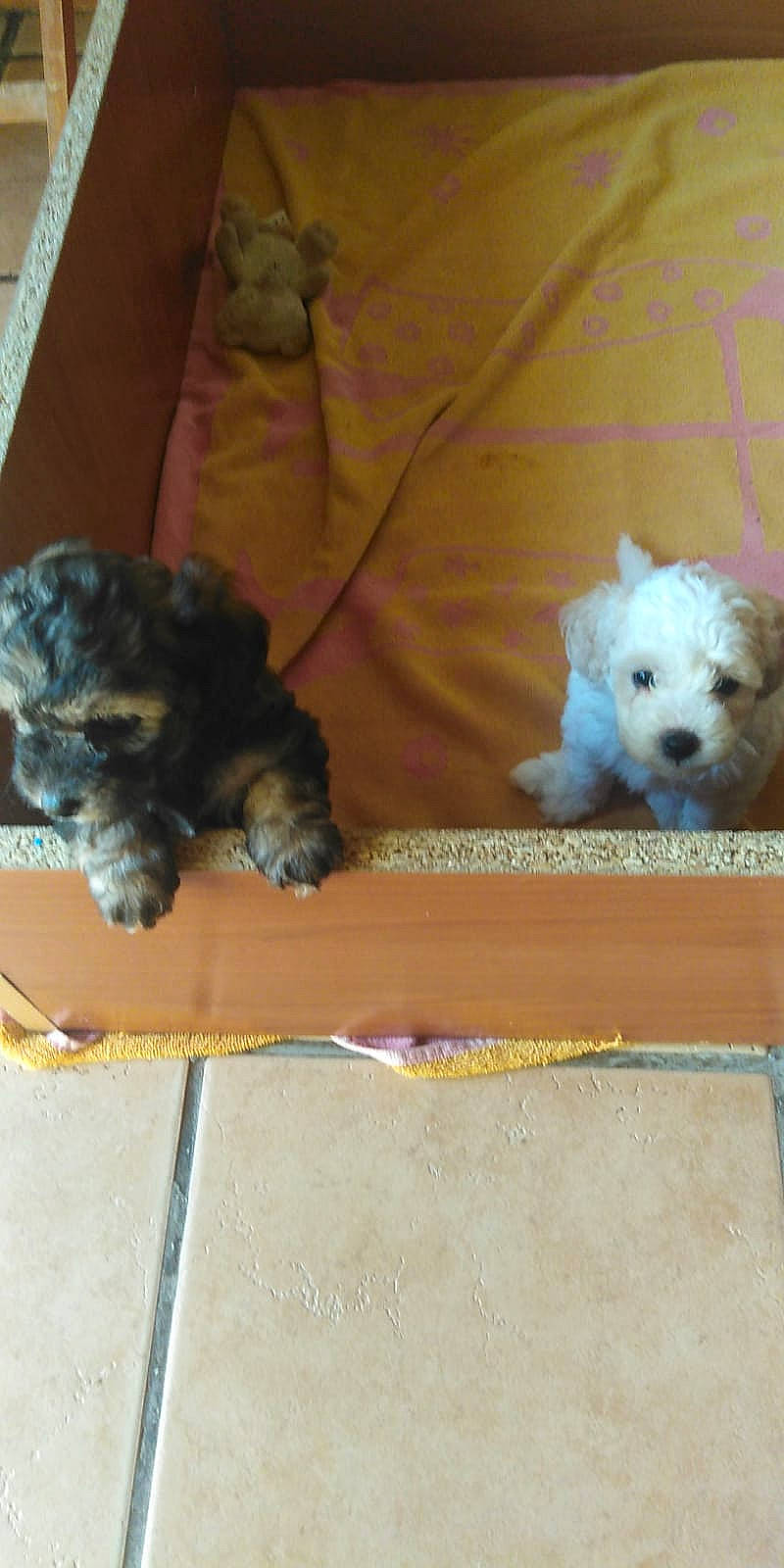 Ella participe au concours pour gagner de l'argent avec cette photo : canidae, carnivore, companion_dog, couch, dog, dog_breed, dog_supply, fawn, felidae, fur, liver, paw, pet_supply, schnauzer, small_terrier, sporting_group, terrier, toy_dog, vertebrate, working_animal