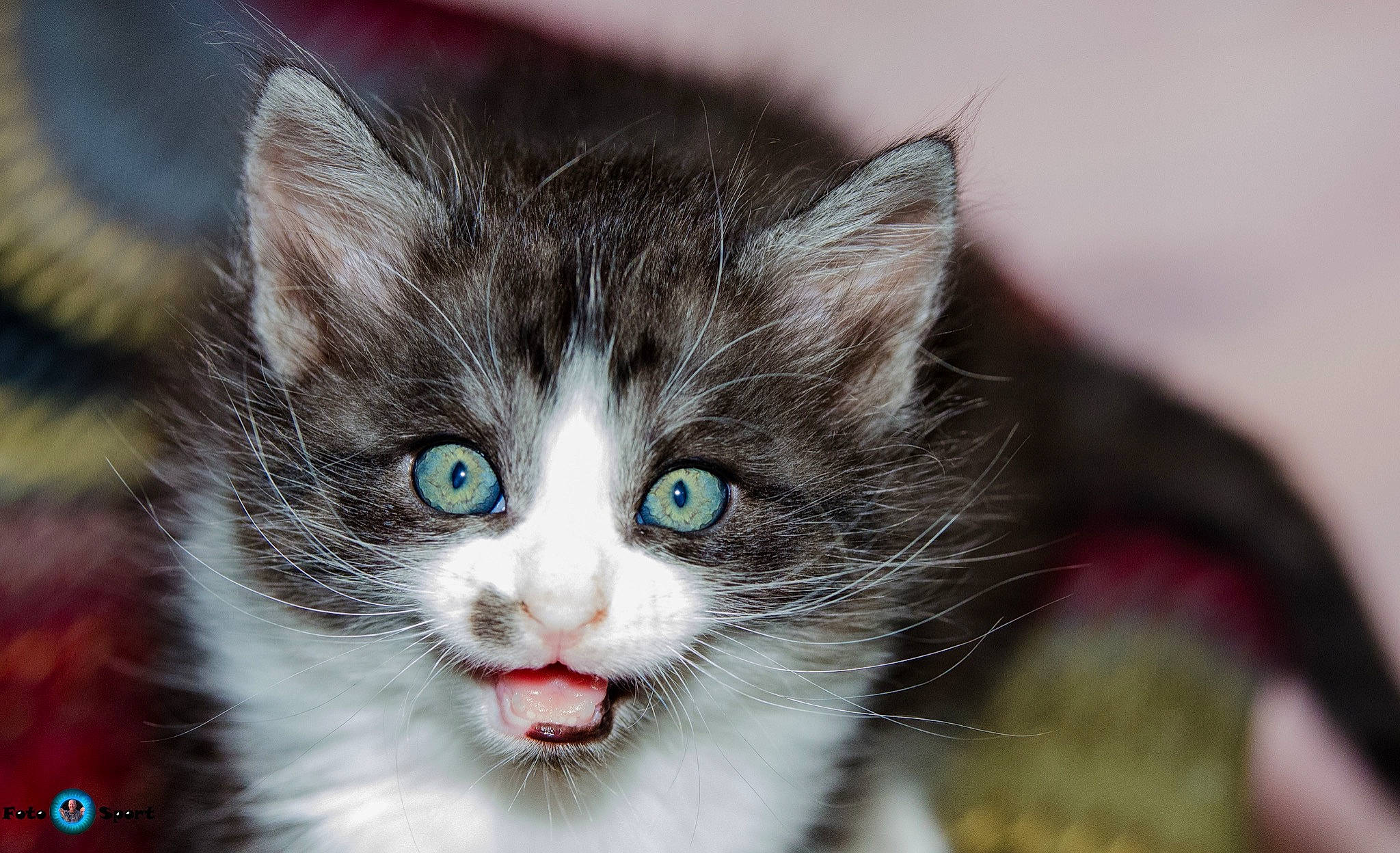 Patapouf participe au concours pour gagner de l'argent avec cette photo : carnivore, cat, collar, curious, domestic_short_haired_cat, felidae, fur, grass, paw, small_to_medium_sized_cats, tree, whiskers, wildlife