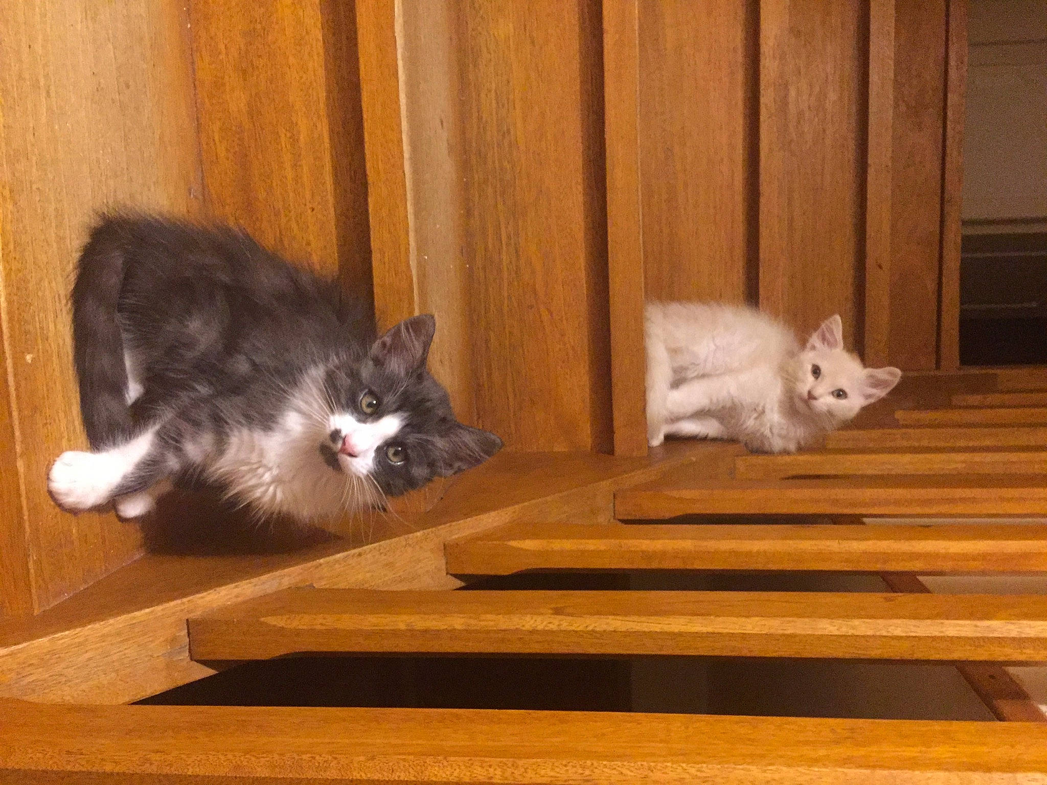 Patapouf a rejoint le concours — aidez-le/la à gagner de superbes lots ! carnivore, cat, comfort, domestic_short_haired_cat, felidae, floor, flooring, fur, grey, hardwood, laminate_flooring, paw, room, small_to_medium_sized_cats, tail, whiskers, window, wood, wood_flooring, wood_stain