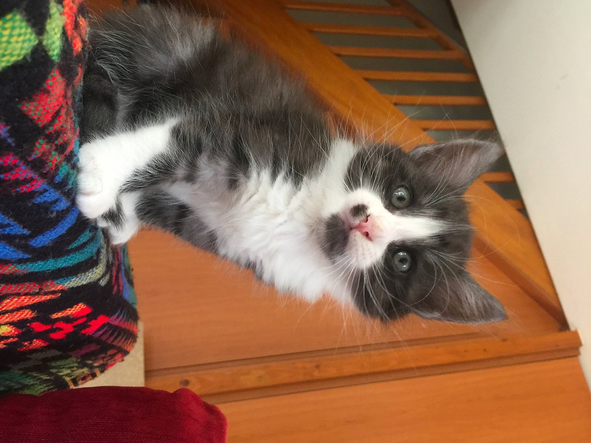 Patapouf a rejoint le concours — aidez-le/la à gagner de superbes lots ! box, carnivore, cat, claw, domestic_short_haired_cat, felidae, flooring, fur, hardwood, paw, small_to_medium_sized_cats, snout, tail, tartan, whiskers, window, wood