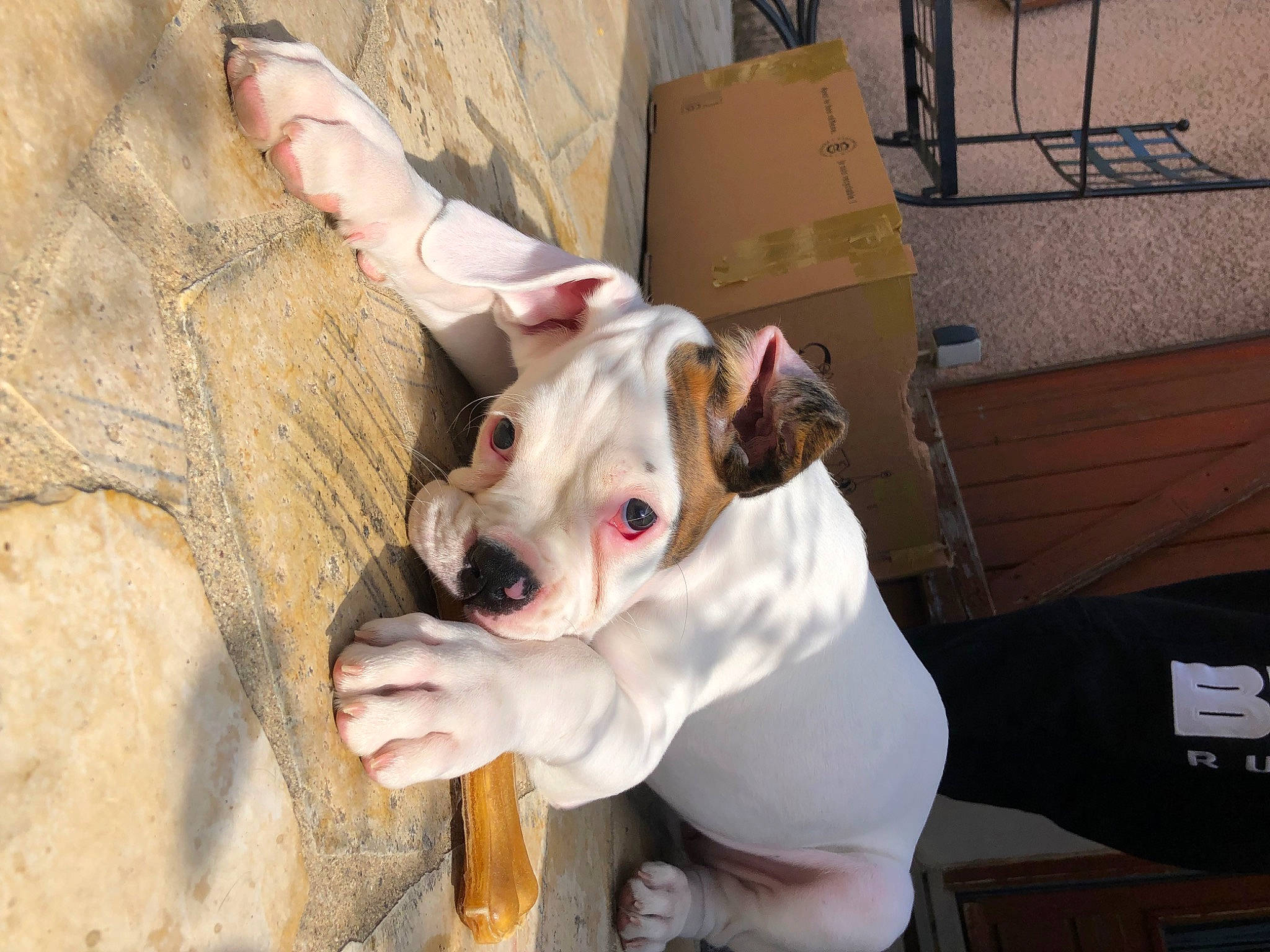 Taïka a rejoint le concours — aidez-le/la à gagner de superbes lots ! box, canidae, carnivore, collar, companion_dog, dog, dog_breed, dog_collar, dog_supply, ear, fawn, fur, pet_supply, shipping_box, snout, sporting_group, terrestrial_animal, whiskers, working_animal, wrinkle