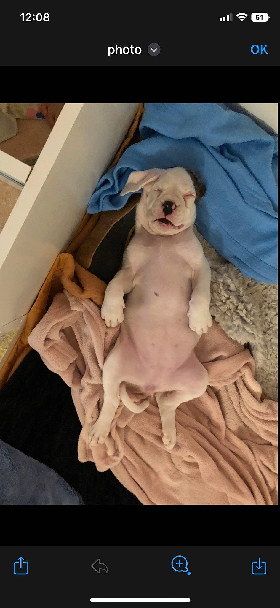 Taïka a rejoint le concours — aidez-le/la à gagner de superbes lots ! abdomen, art, artifact, carnivore, carving, chair, chest, classical_sculpture, comfort, companion_dog, dog, fawn, fur, linens, peach, sculpture, toy_dog, trunk, wood, working_animal