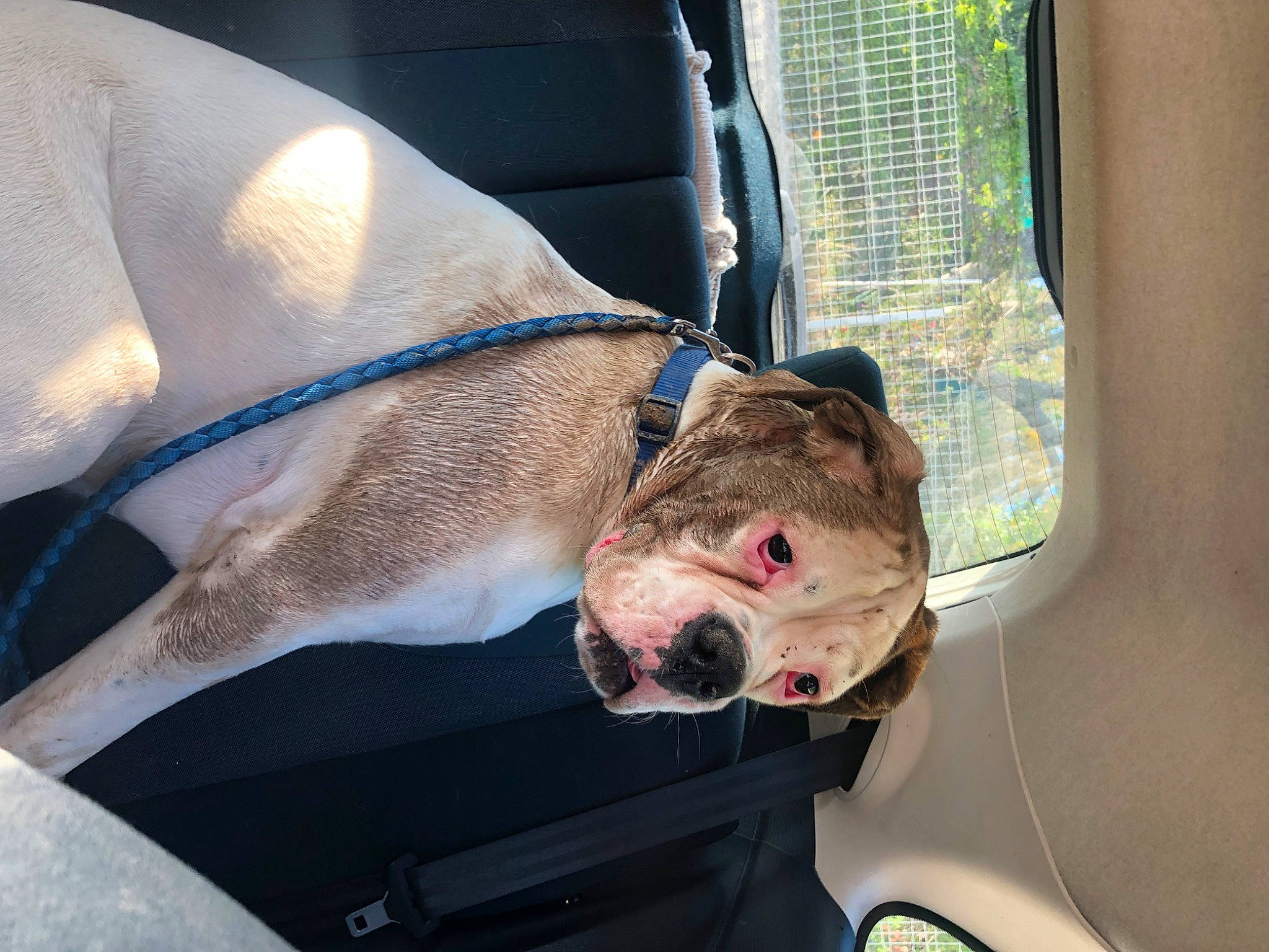 Taïka participe au concours pour gagner de l'argent avec cette photo : auto_part, automotive_mirror, canidae, car, carnivore, collar, companion_dog, dog, dog_breed, dog_collar, fang, fawn, hood, jaw, snout, sporting_group, vehicle, vehicle_door, window, working_animal