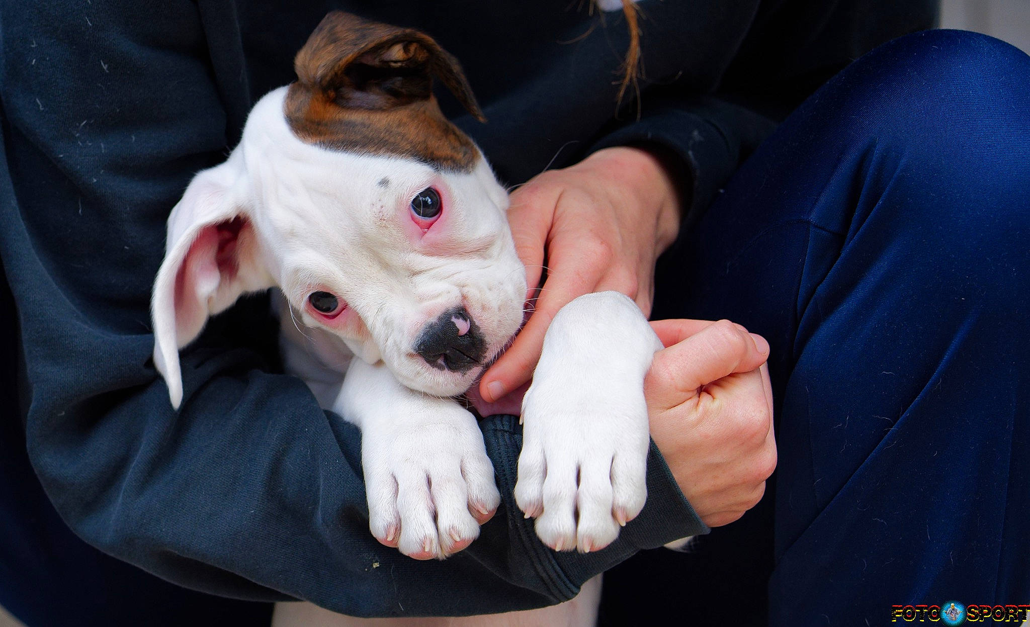 Taïka a rejoint le concours — aidez-le/la à gagner de superbes lots ! canidae, carnivore, collar, companion_dog, dog, dog_breed, dog_collar, electric_blue, eye, fawn, fur, gesture, nail, non_sporting_group, puppy_love, snout, sporting_group, thumb, whiskers, working_animal