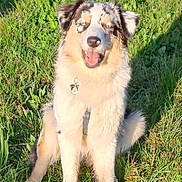 Haribo participe au concours pour gagner de l'argent avec cette photo : dog, grass, outdoor, sunlight, happy, animal, pet, sitting, fur, tag, nature, daylight, muzzle, ears, shadow, canine, smile, collar, mammal, friendly