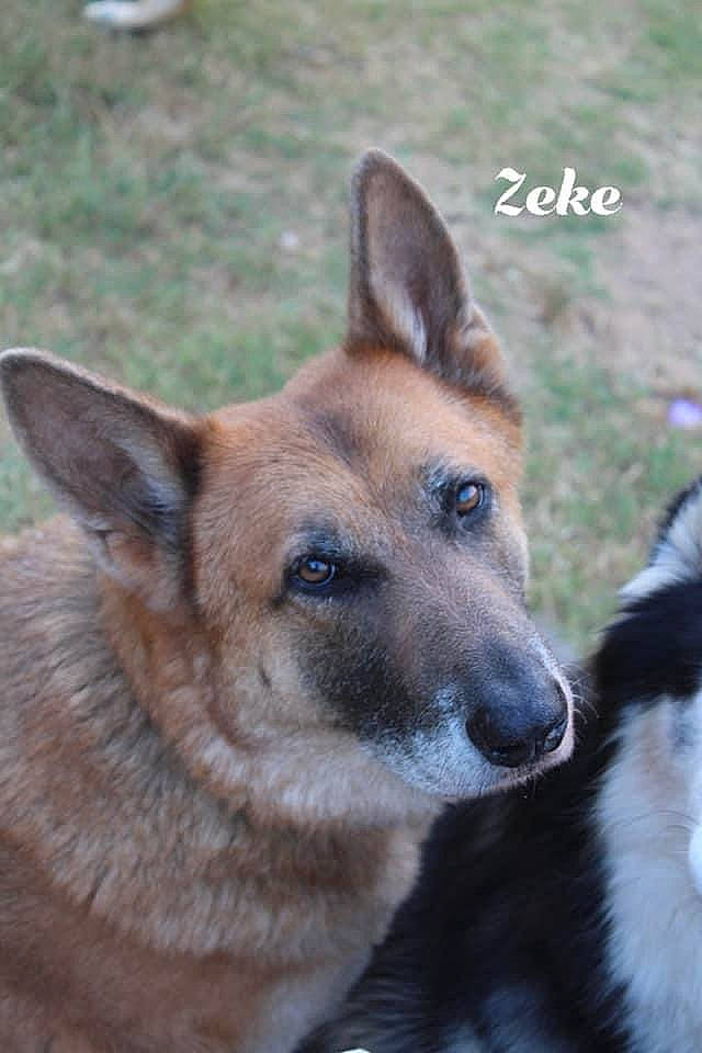 Zeke is registered to the contest to win money with this photo: ancient_dog_breeds, canidae, carnivore, companion_dog, dog, dog_breed, fawn, fur, herding_dog, plant, snout, sporting_group, terrestrial_animal, whiskers, wildlife, working_dog
