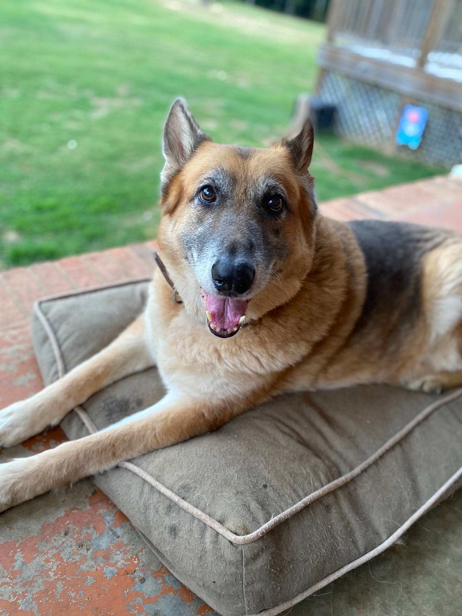 Zeke joined the competition — help win amazing prizes! canidae, carnivore, collar, companion_dog, dog, dog_breed, dog_collar, dog_supply, fawn, grass, herding_dog, paw, pet_supply, plant, puppy, snout, sporting_group, street_dog, whiskers, working_dog