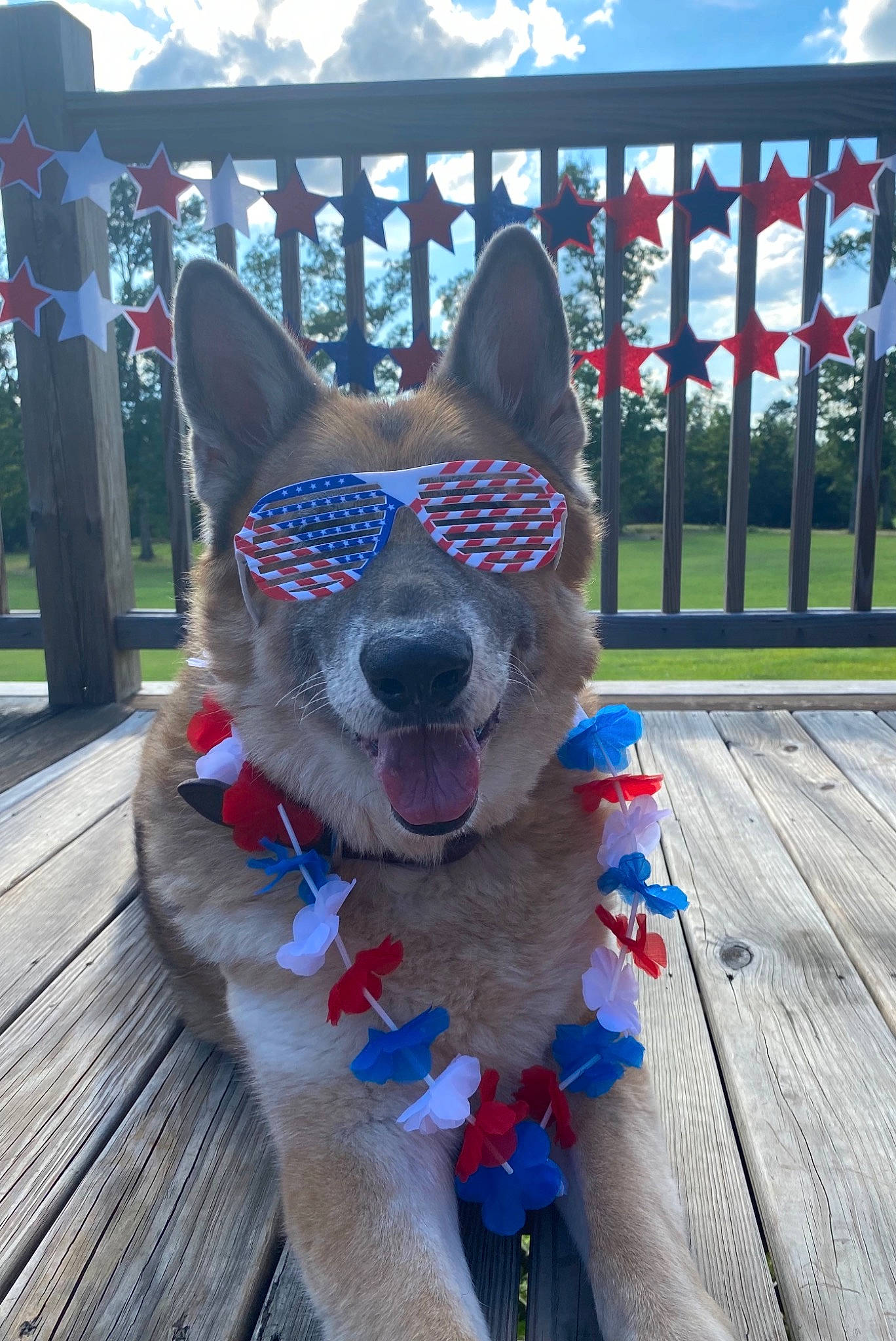 Zeke is registered to the contest to win money with this photo: carnivore, cloud, collar, companion_dog, dog, dog_breed, electric_blue, fawn, felidae, fence, grass, sky, small_to_medium_sized_cats, snout, sporting_group, tail, tree, whiskers, wood, working_animal