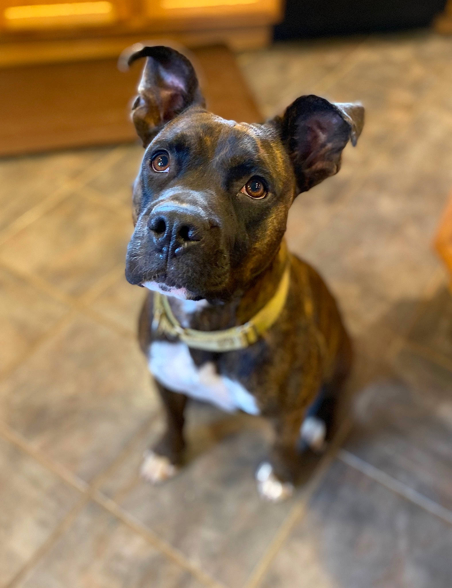 Juppie is registered to the contest to win money with this photo: canidae, carnivore, collar, companion_dog, dog, dog_breed, dog_collar, fawn, fur, guard_dog, hardwood, liver, non_sporting_group, snout, sporting_group, terrestrial_animal, whiskers, wood, working_animal, working_dog