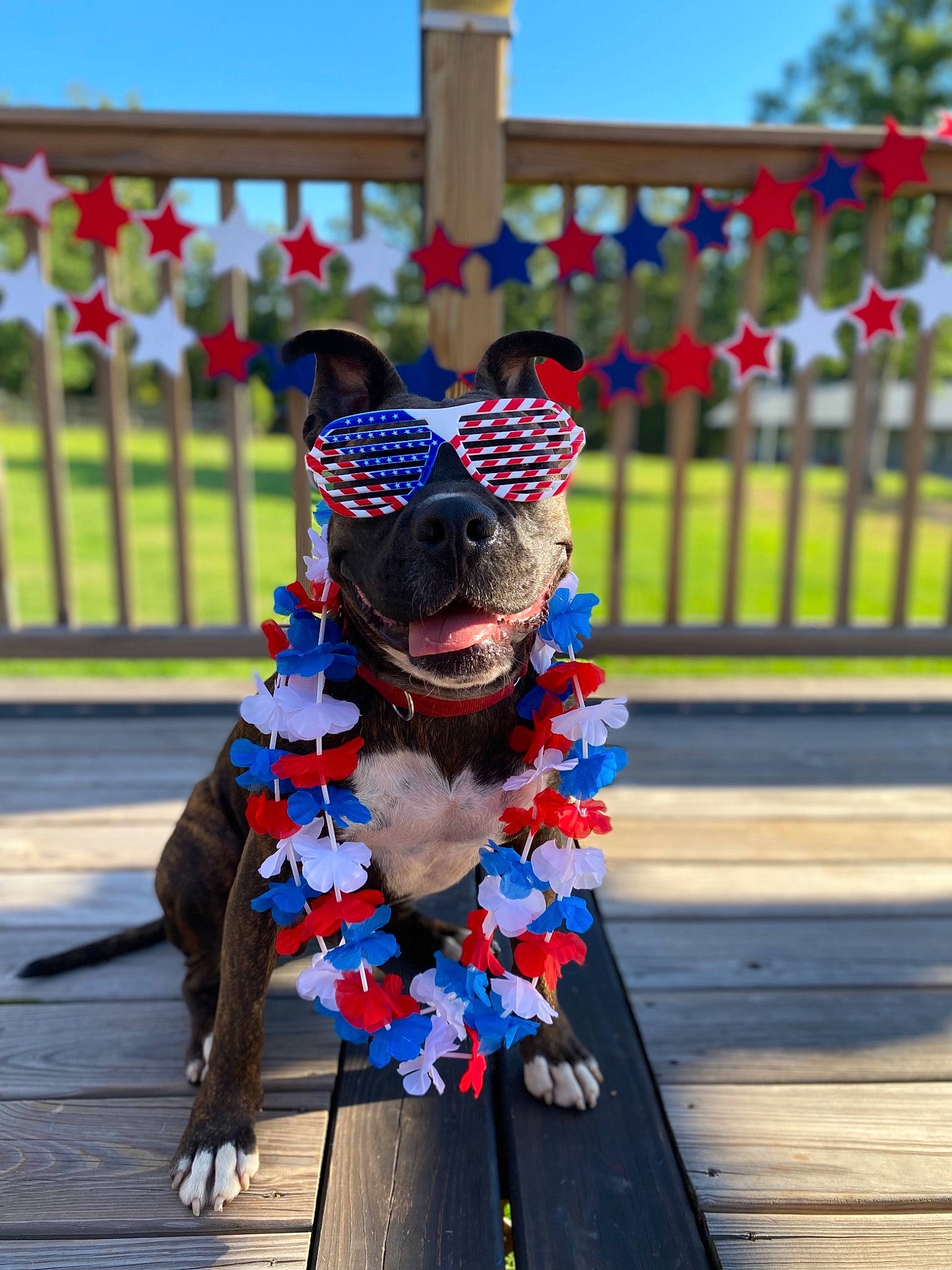 Juppie joined the competition — help win amazing prizes! azure, carnivore, dog, dog_breed, electric_blue, fawn, felidae, fence, fur, grass, leisure, magenta, plant, sky, small_to_medium_sized_cats, snout, street_fashion, tree, wood, working_animal