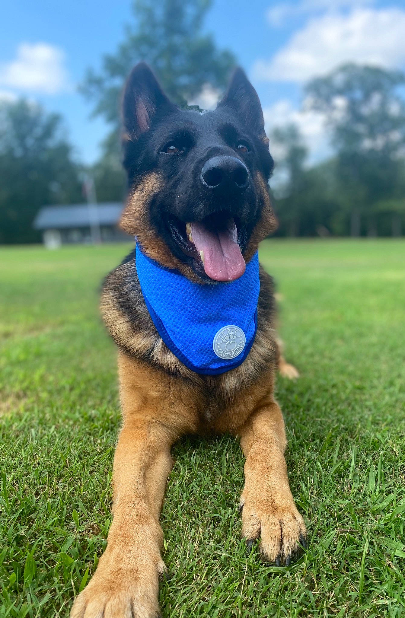 Kaiser is registered to the contest to win money with this photo: canidae, carnivore, cloud, collar, companion_dog, dog, dog_breed, electric_blue, fawn, german_shepherd_dog, grass, grassland, herding_dog, plant, sky, snout, sporting_group, tail, tree, working_dog