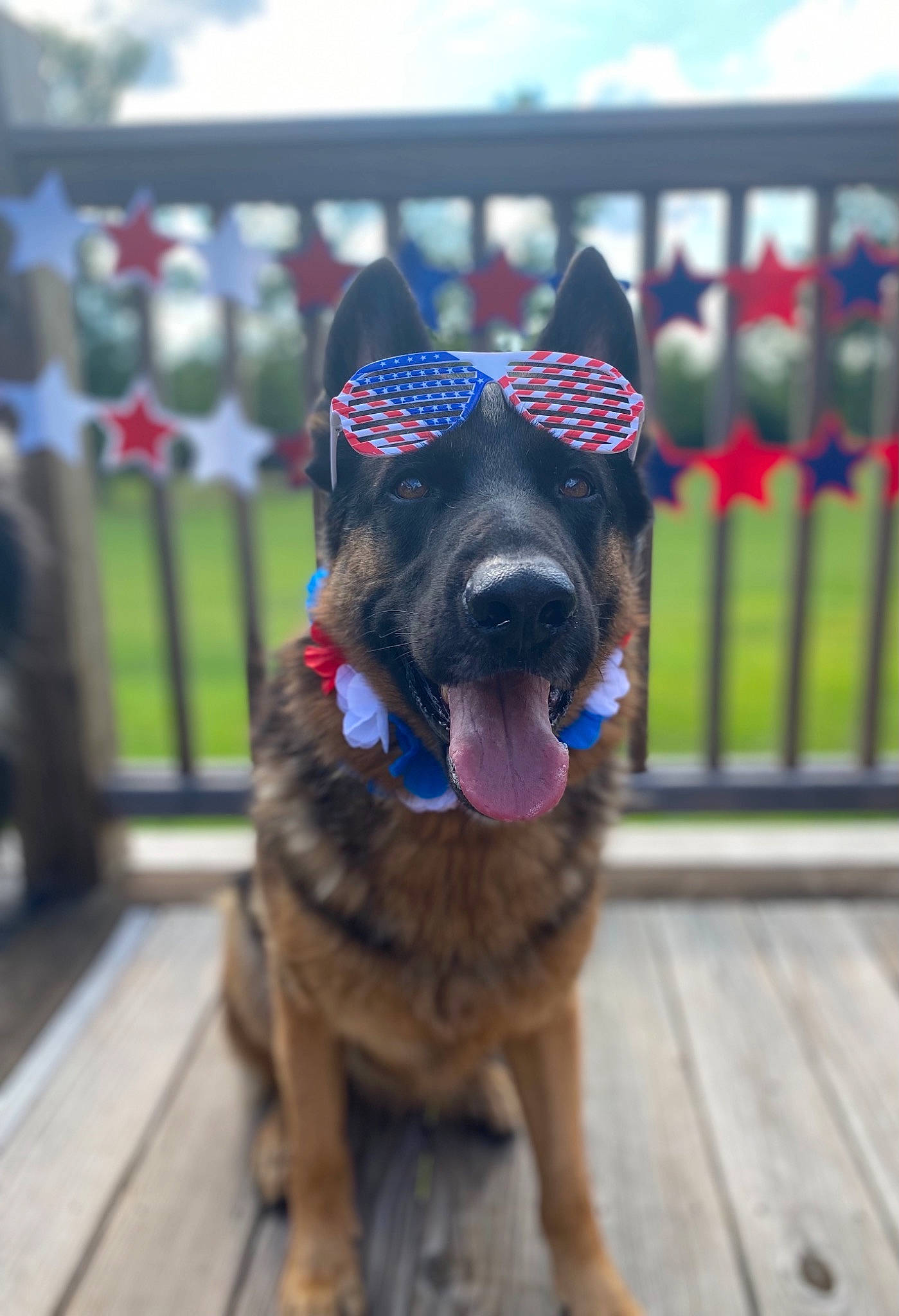 Kaiser is registered to the contest to win money with this photo: canidae, carnivore, cloud, collar, companion_dog, dog, dog_breed, dog_collar, east_european_shepherd, electric_blue, fawn, fence, fur, german_shepherd_dog, grass, king_shepherd, sky, snout, sporting_group, working_animal