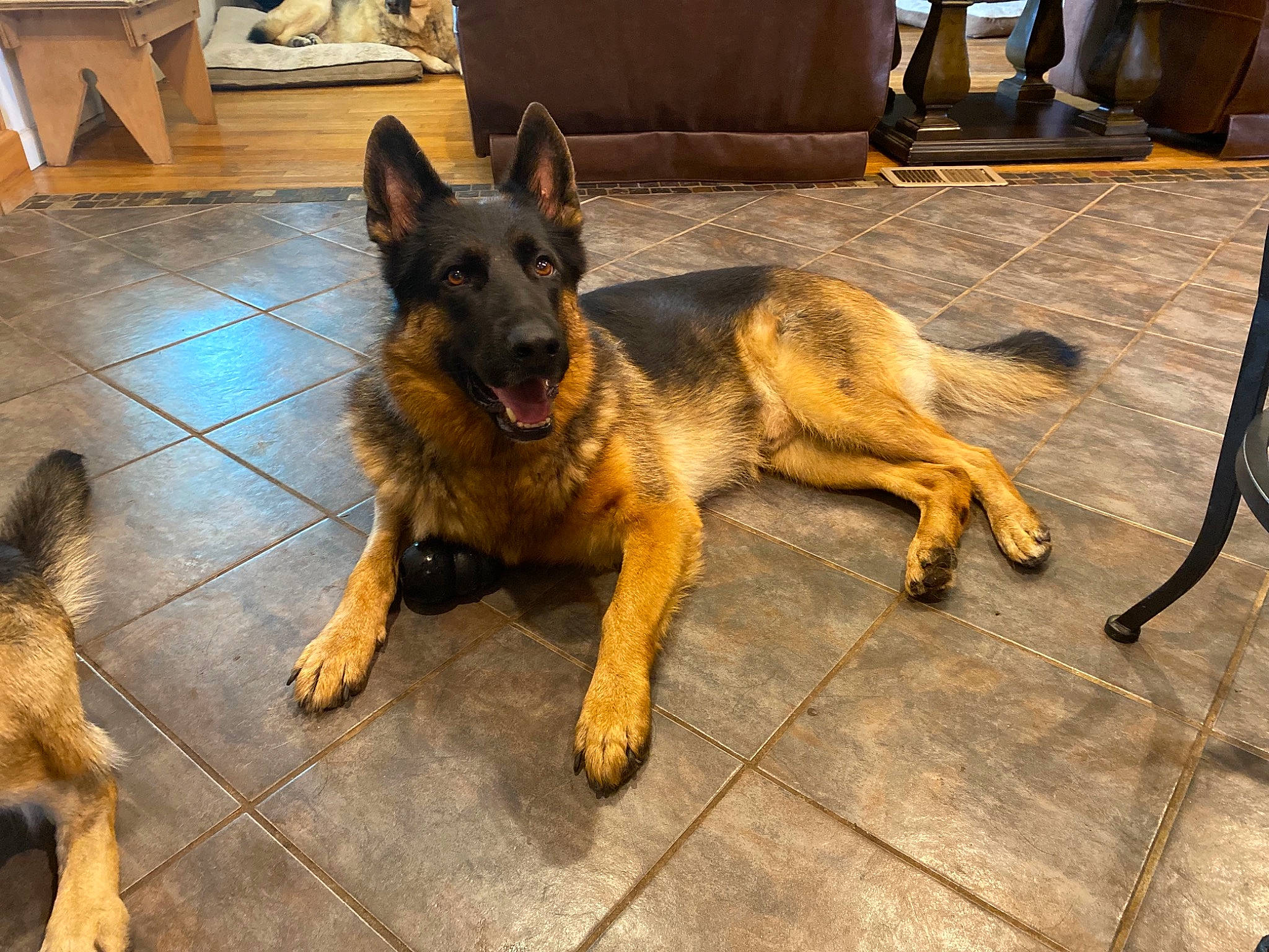 Kaiser joined the competition — help win amazing prizes! canidae, carnivore, chair, companion_dog, dog, dog_breed, east_european_shepherd, fawn, flooring, german_shepherd_dog, herding_dog, king_shepherd, law_enforcement, old_german_shepherd_dog, organization, snout, sporting_group, street_dog, tail, working_dog