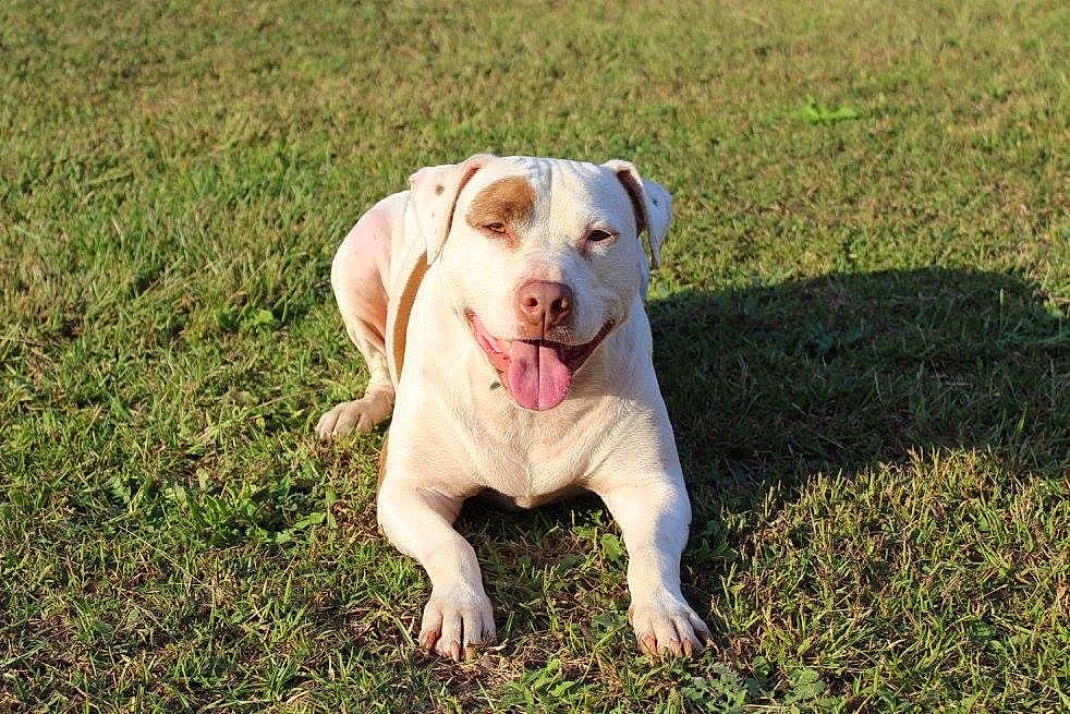 Lilly joined the competition — help win amazing prizes! carnivore, collar, companion_dog, dog, dog_breed, dog_collar, dogo_guatemalteco, field, grass, grassland, groundcover, molosser, pasture, plant, prairie, soil, tail, terrestrial_animal, working_animal, working_dog